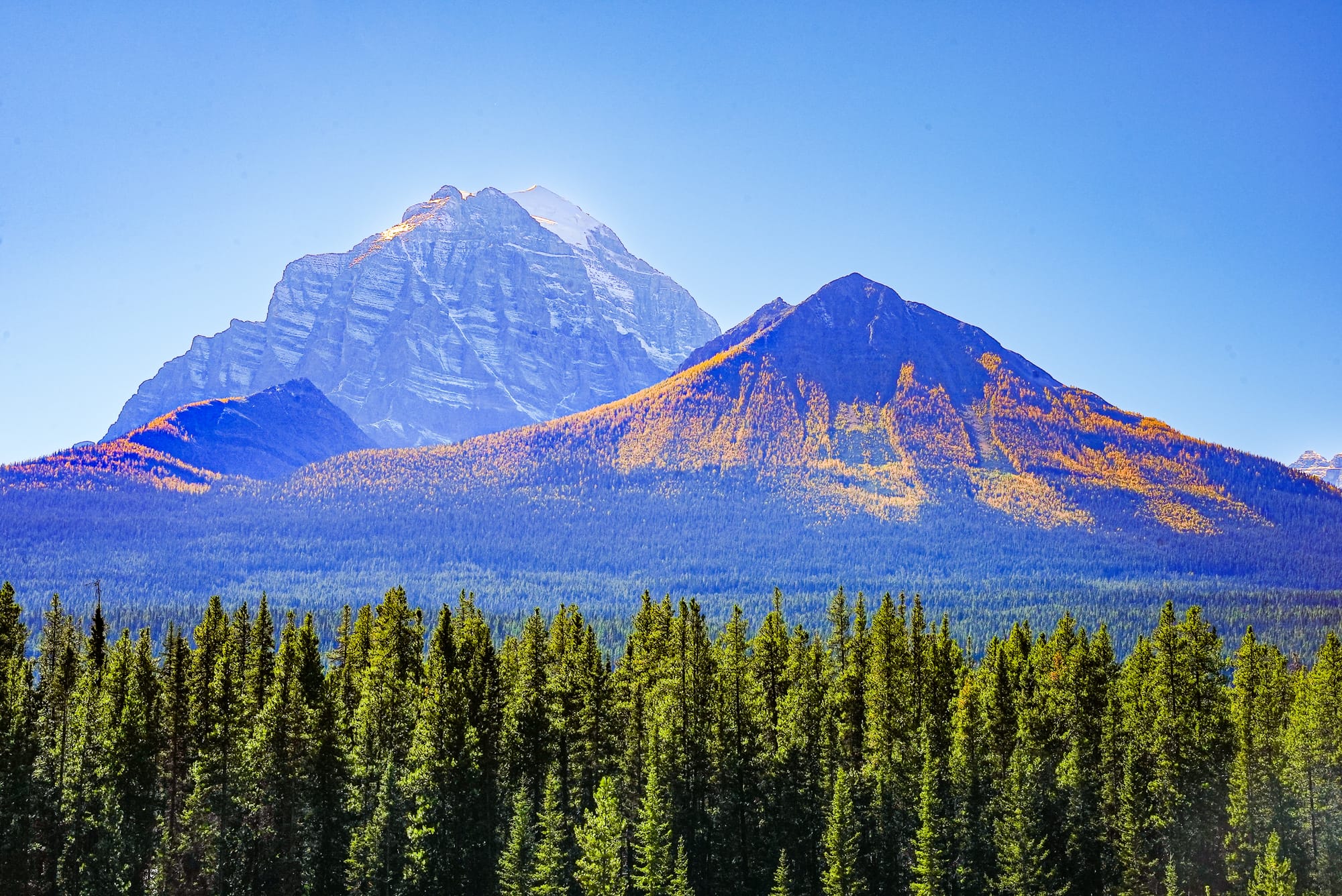 larches on mountains