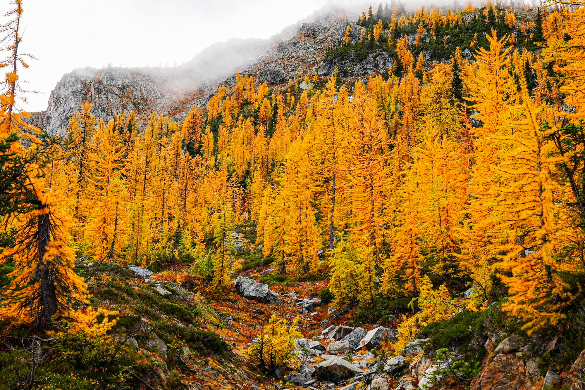 autumn day with larches