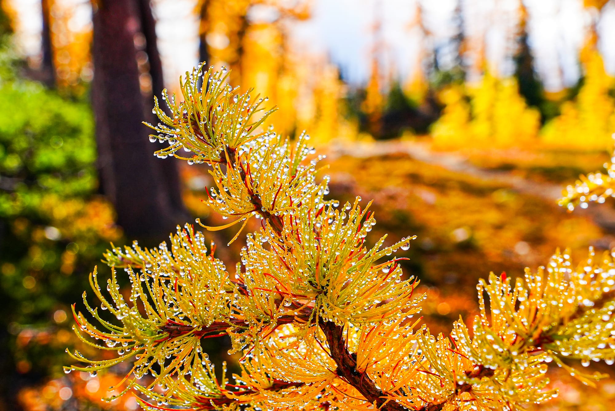 larch needles