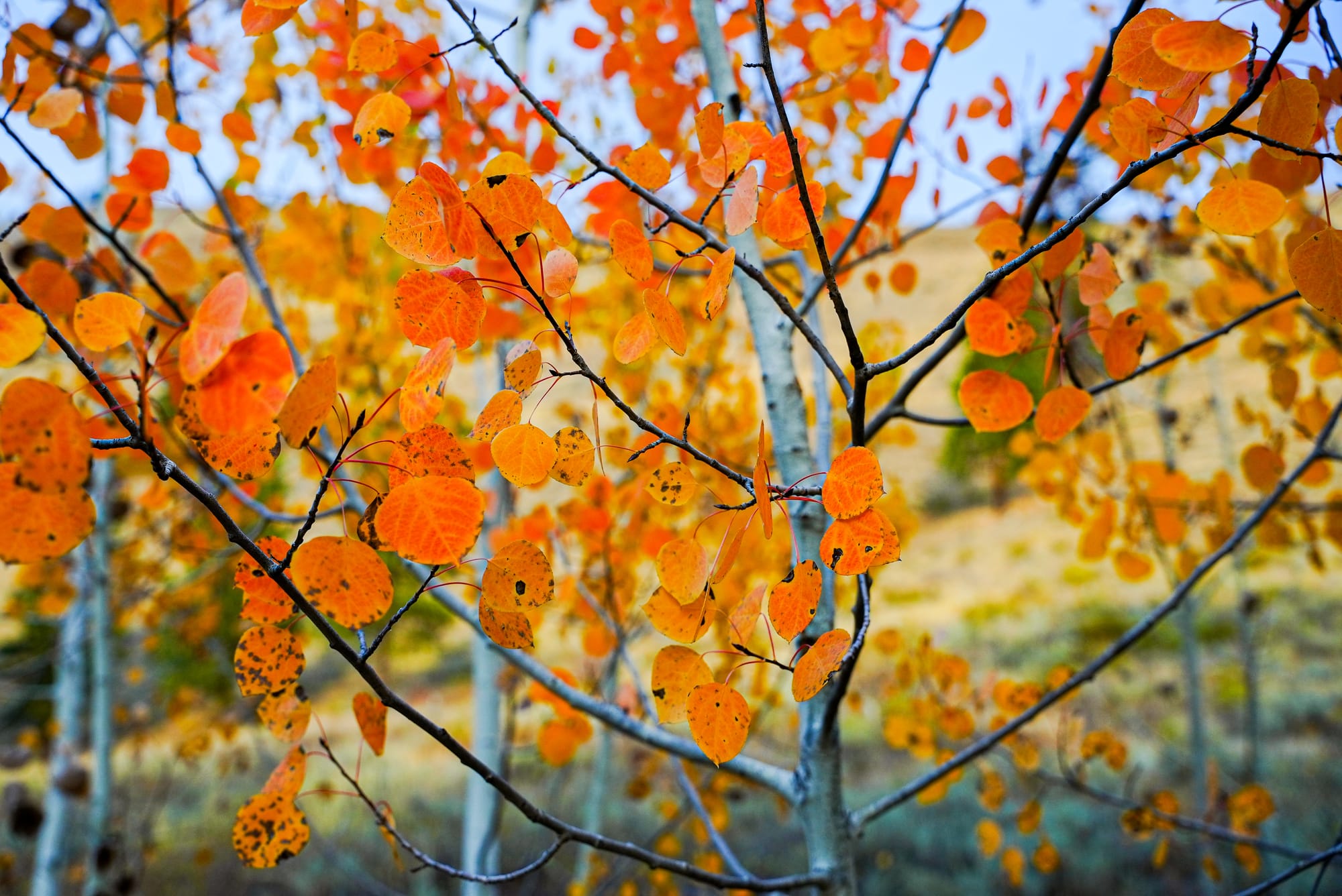 aspen leaves