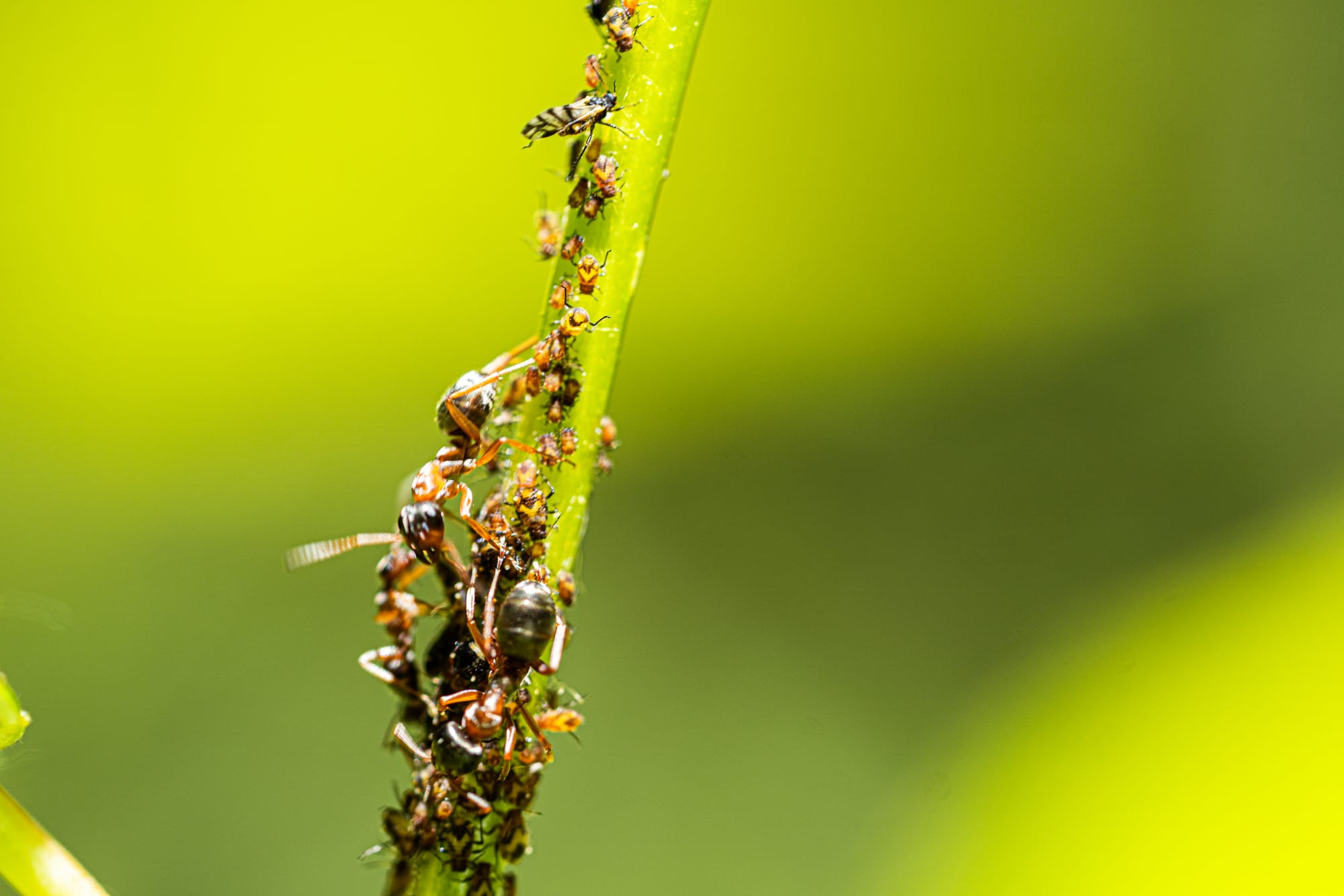 ants with aphids