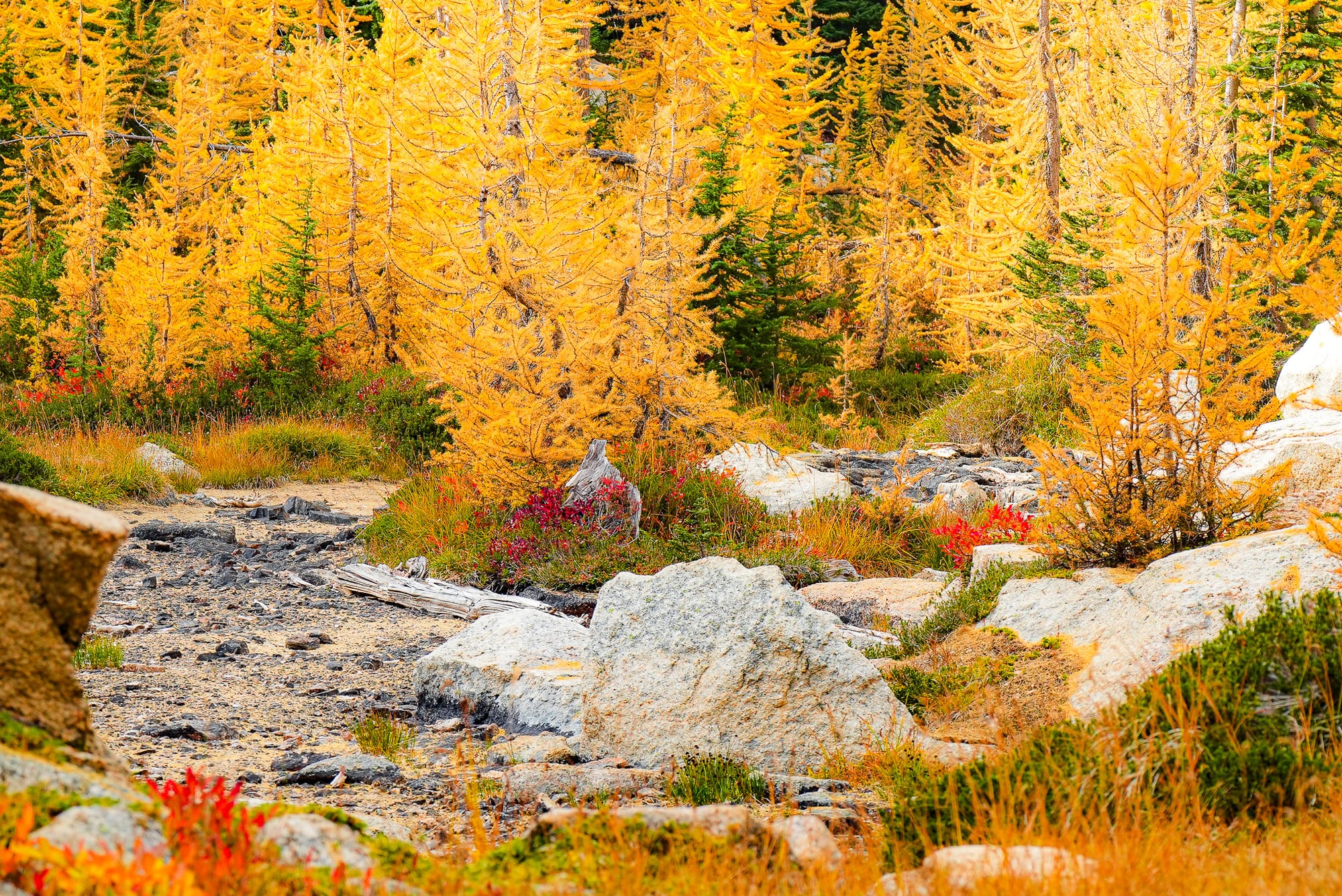 alpine larches