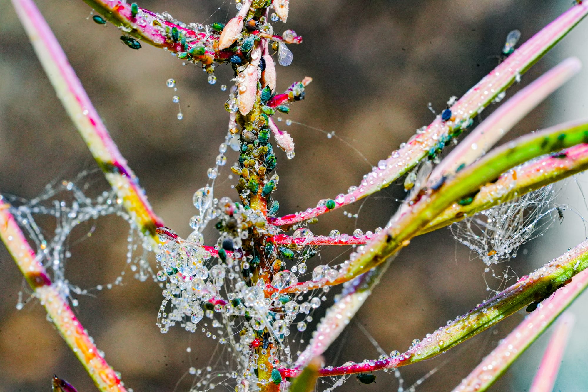 aphids on fireweed