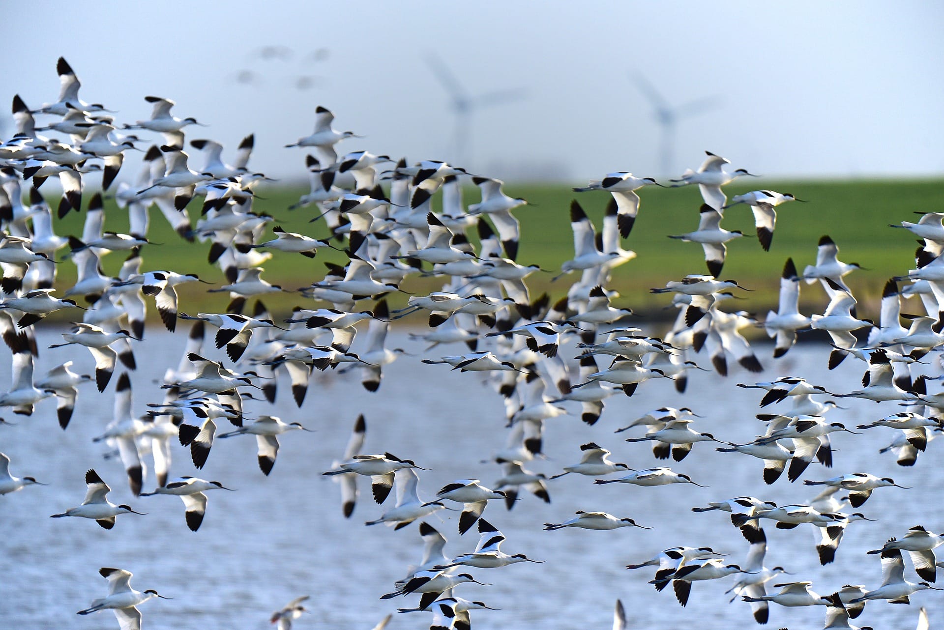 shorebirds