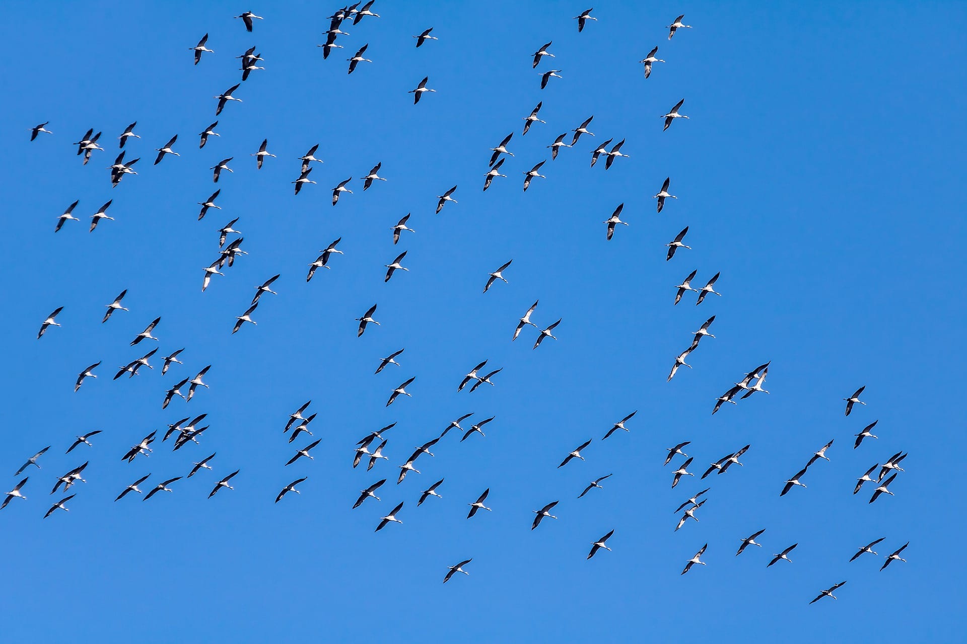 migrating cranes