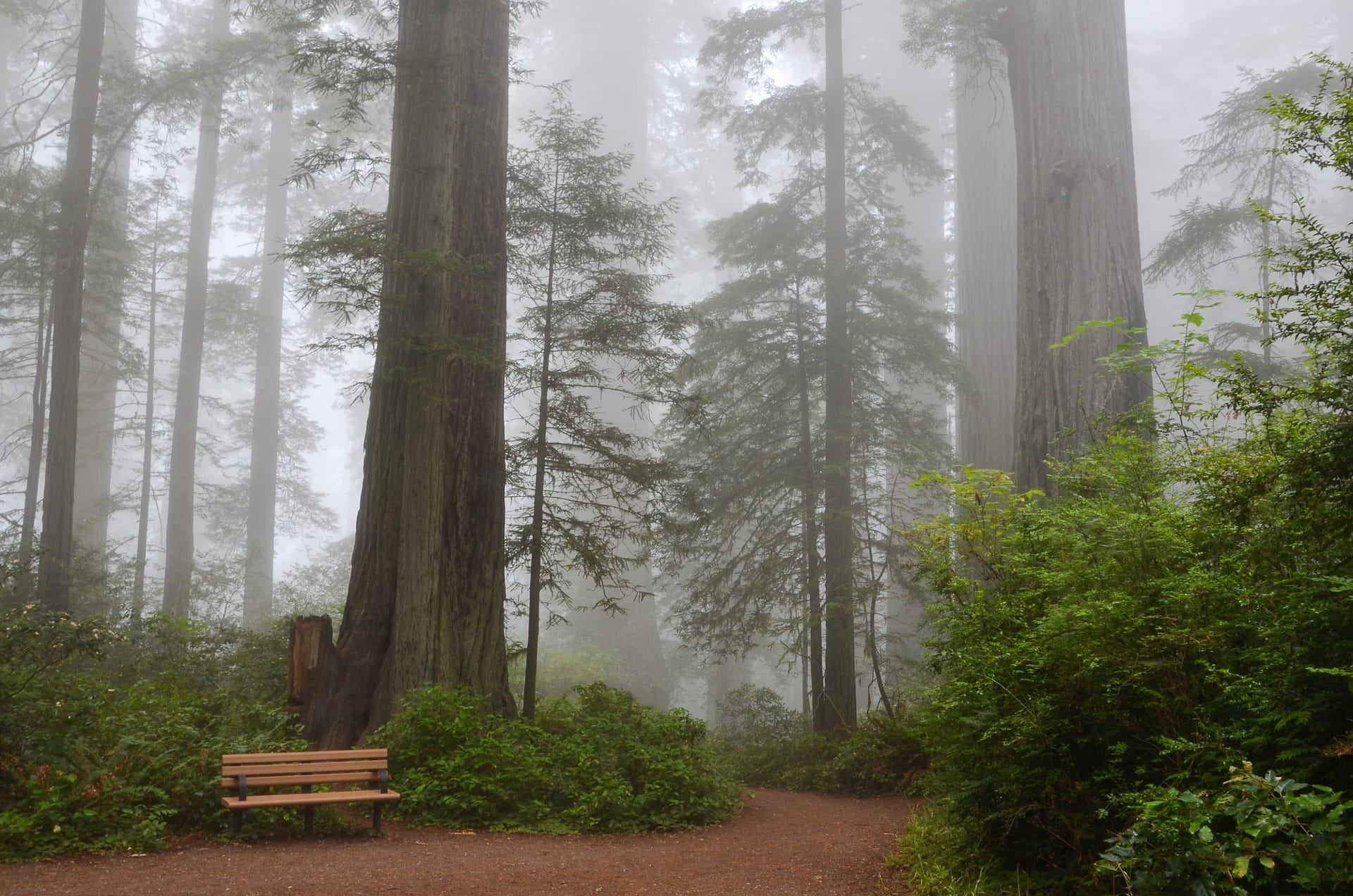 redwood trees