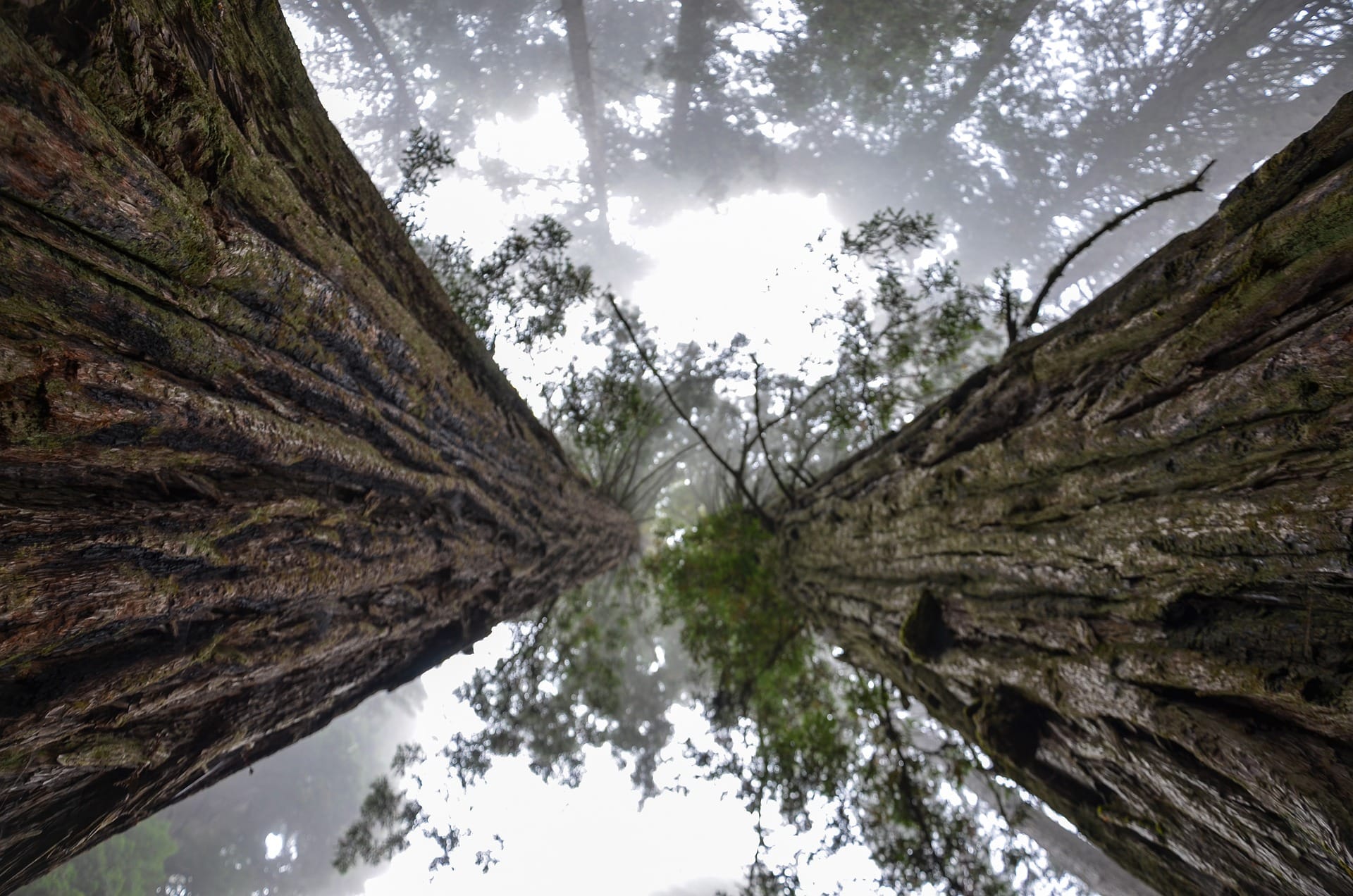 redwood trees