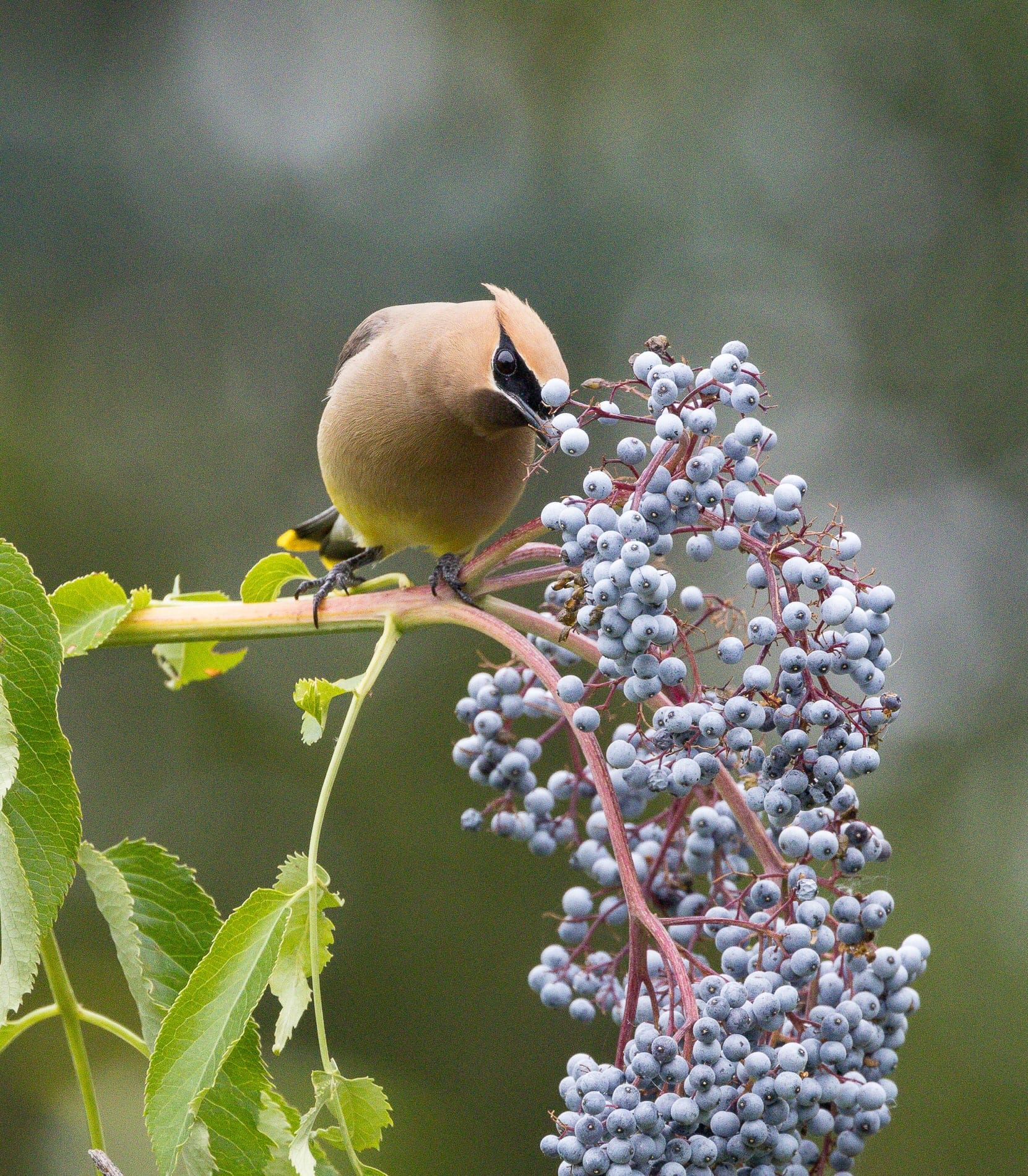 cedar waxwing