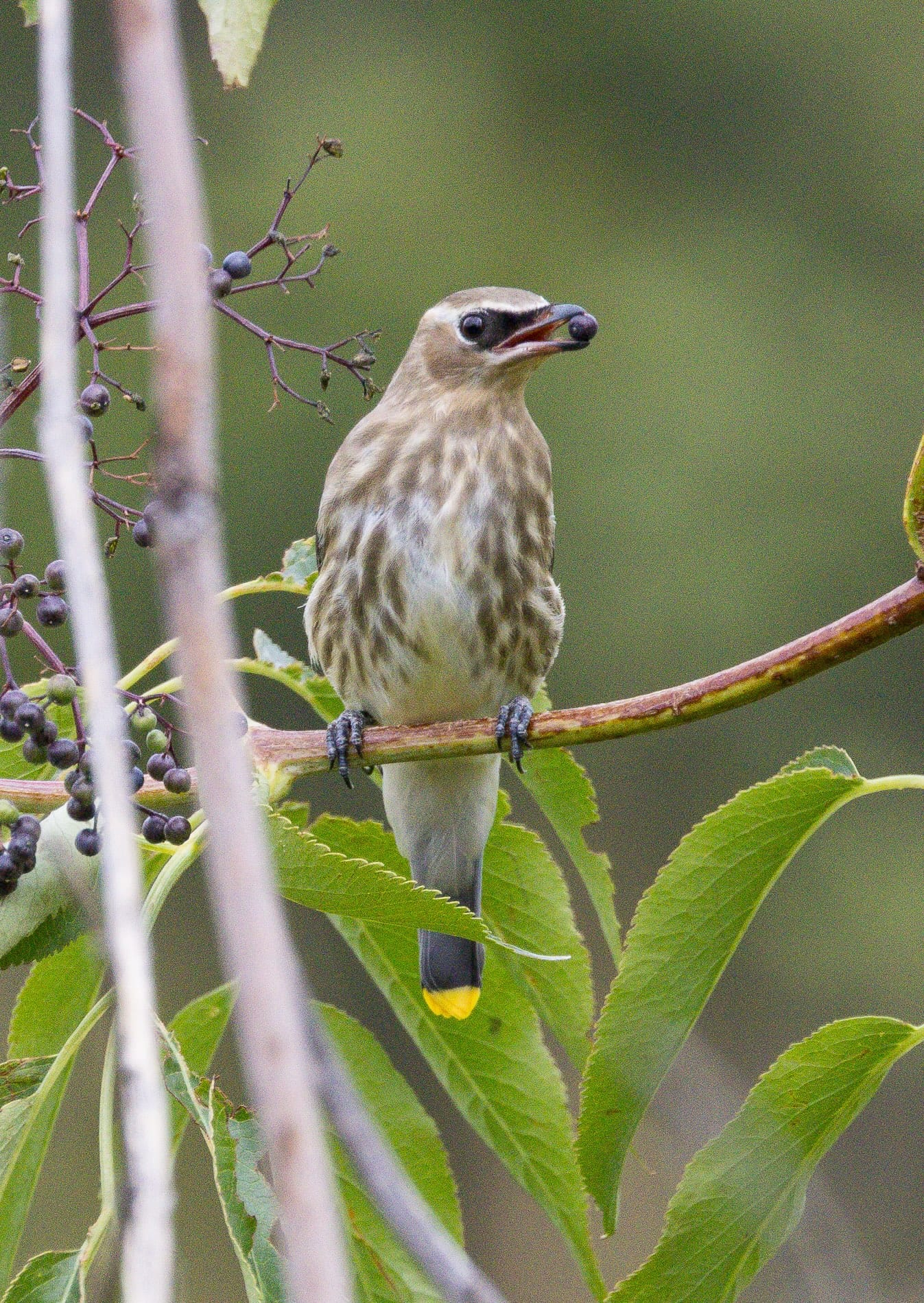 cedar waxwing