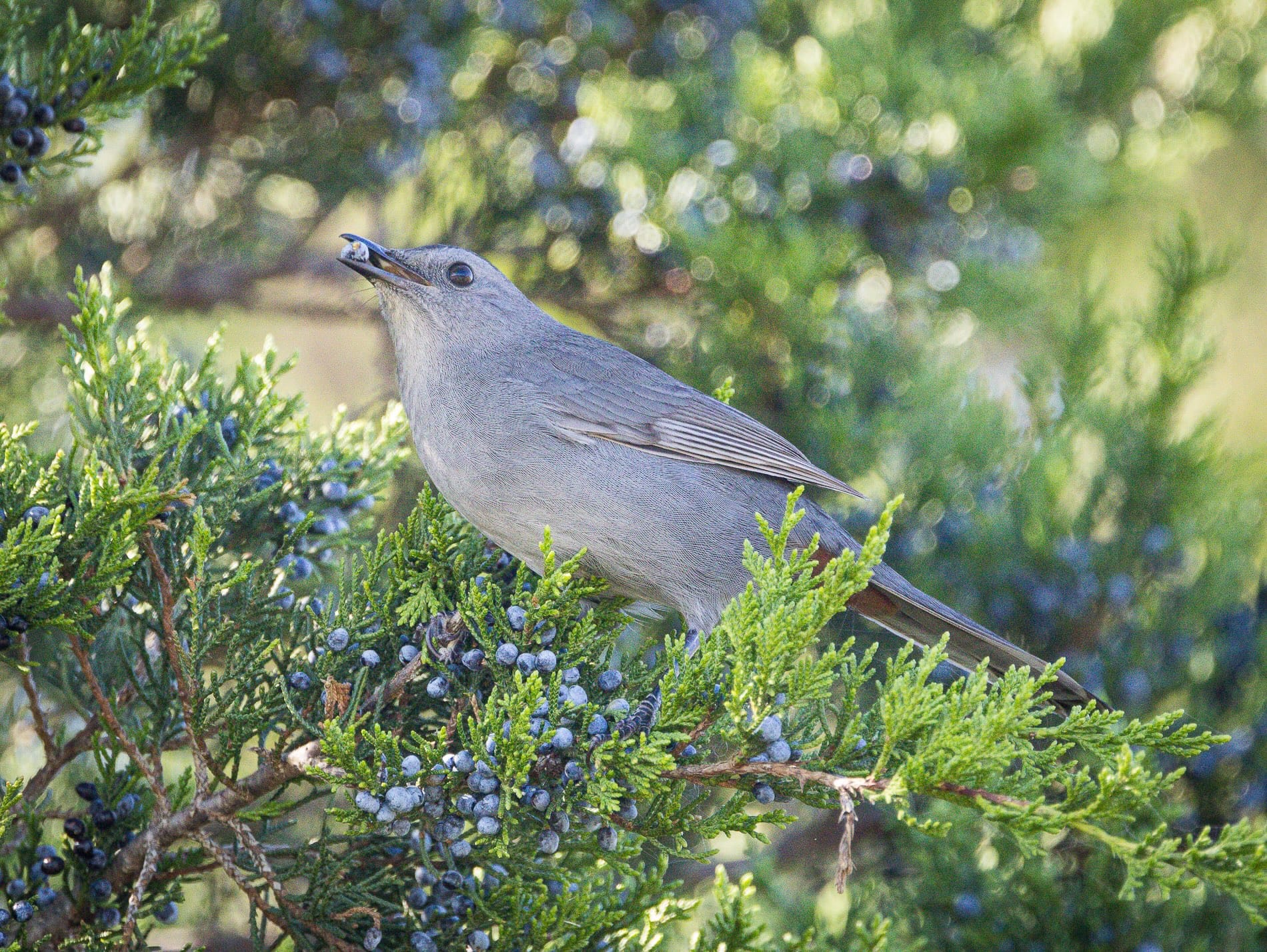 gray catbird