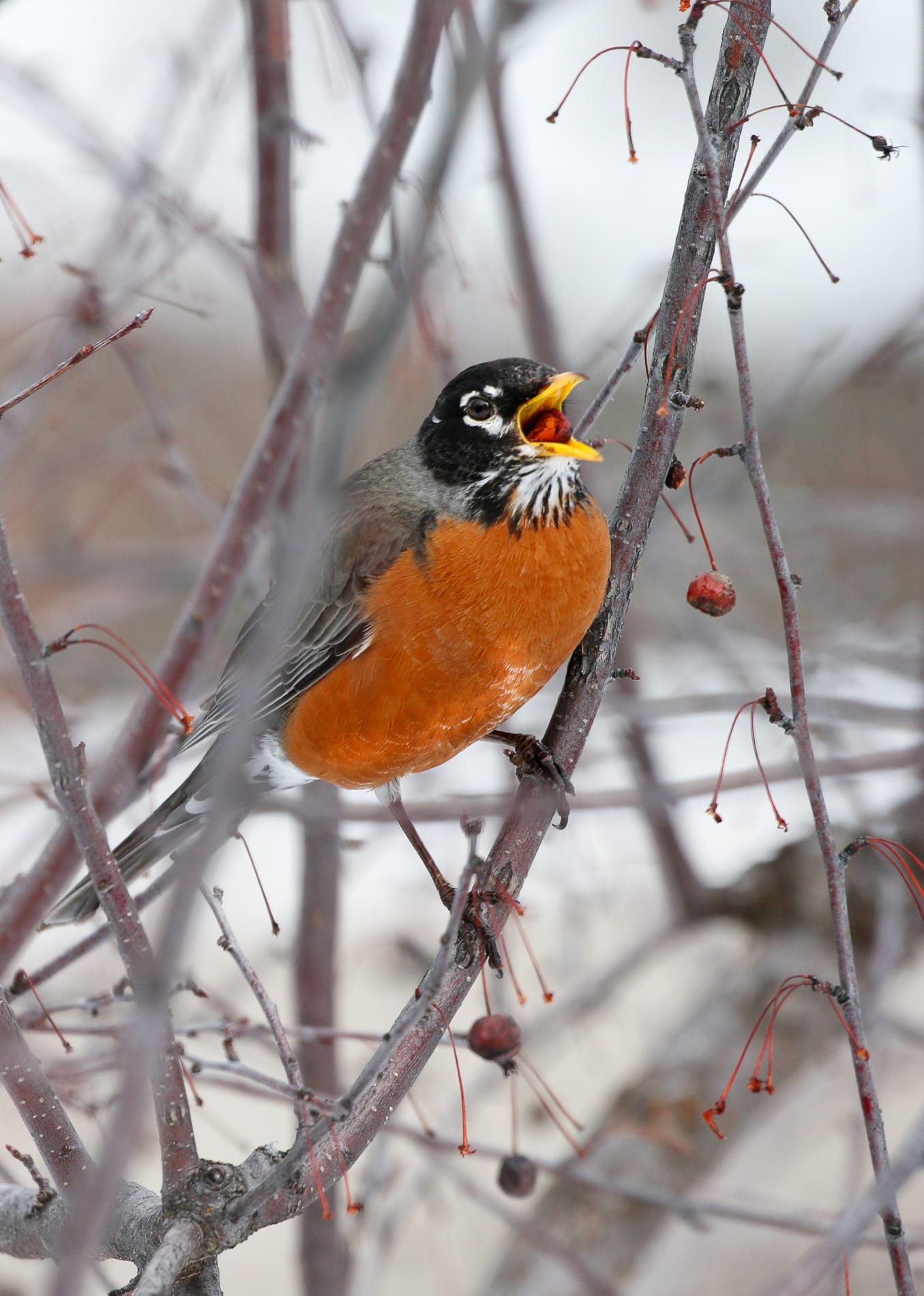 American robin