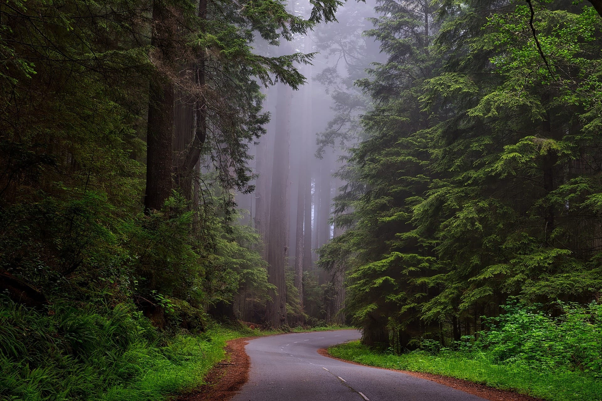 redwood forest