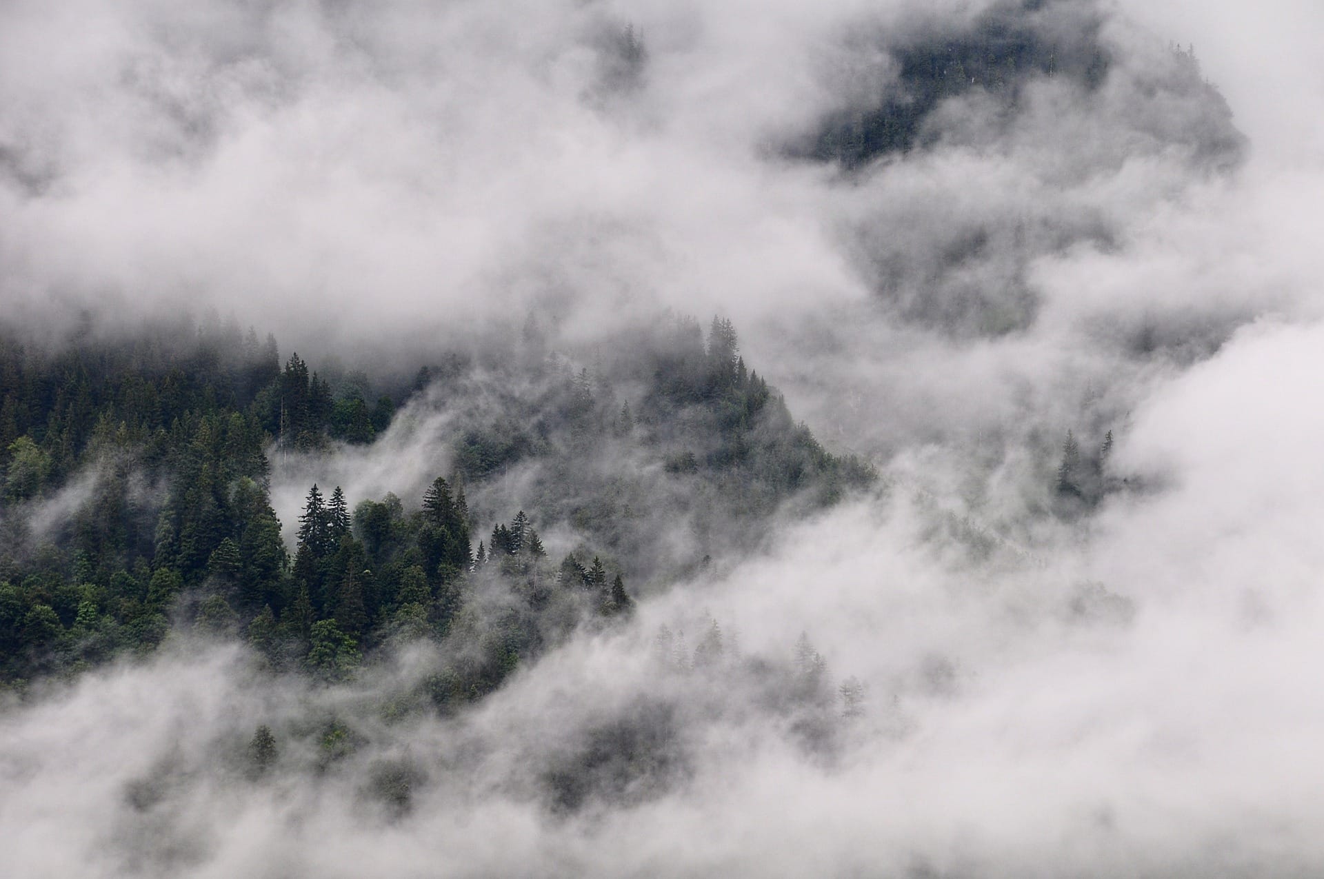 fog in forest