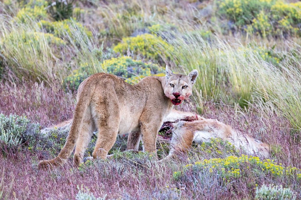 puma with its kill