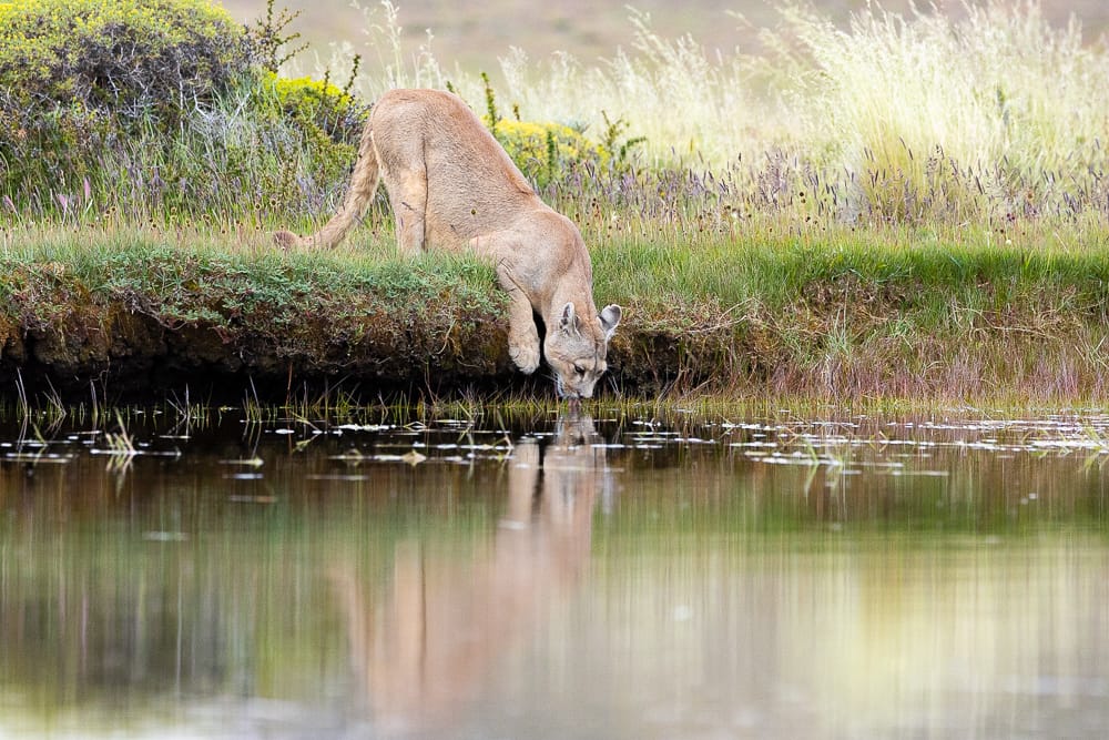 puma drinking