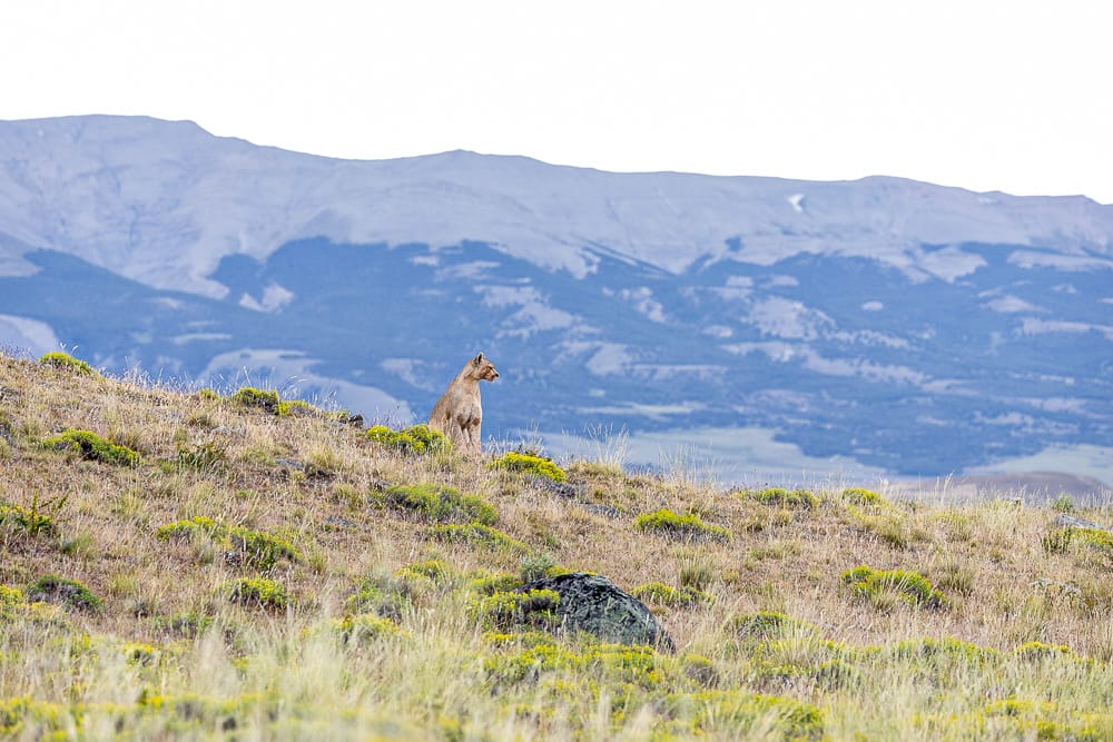 puma on lookout