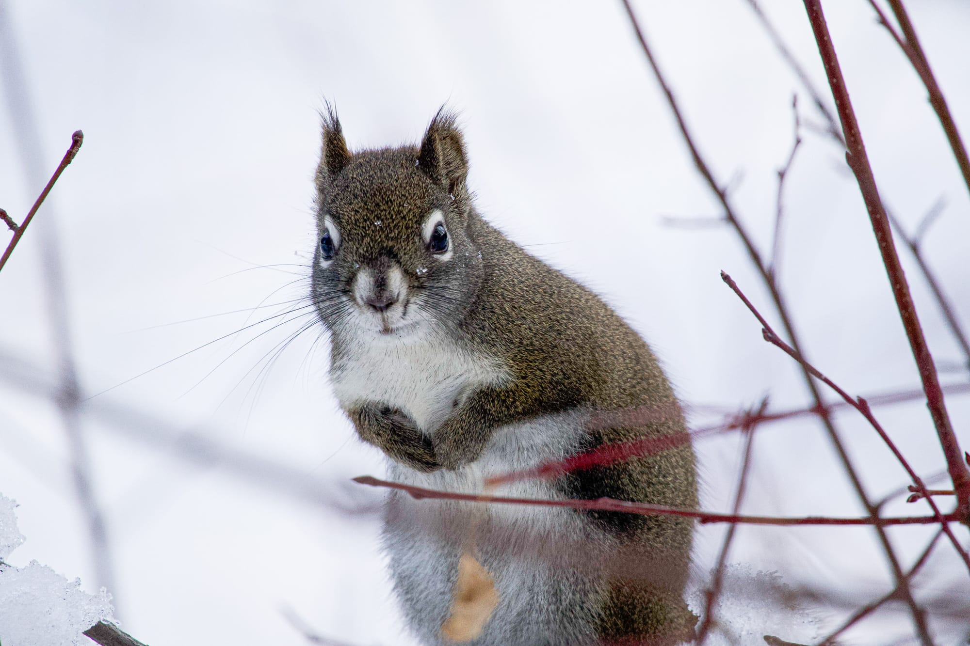 red squirrel