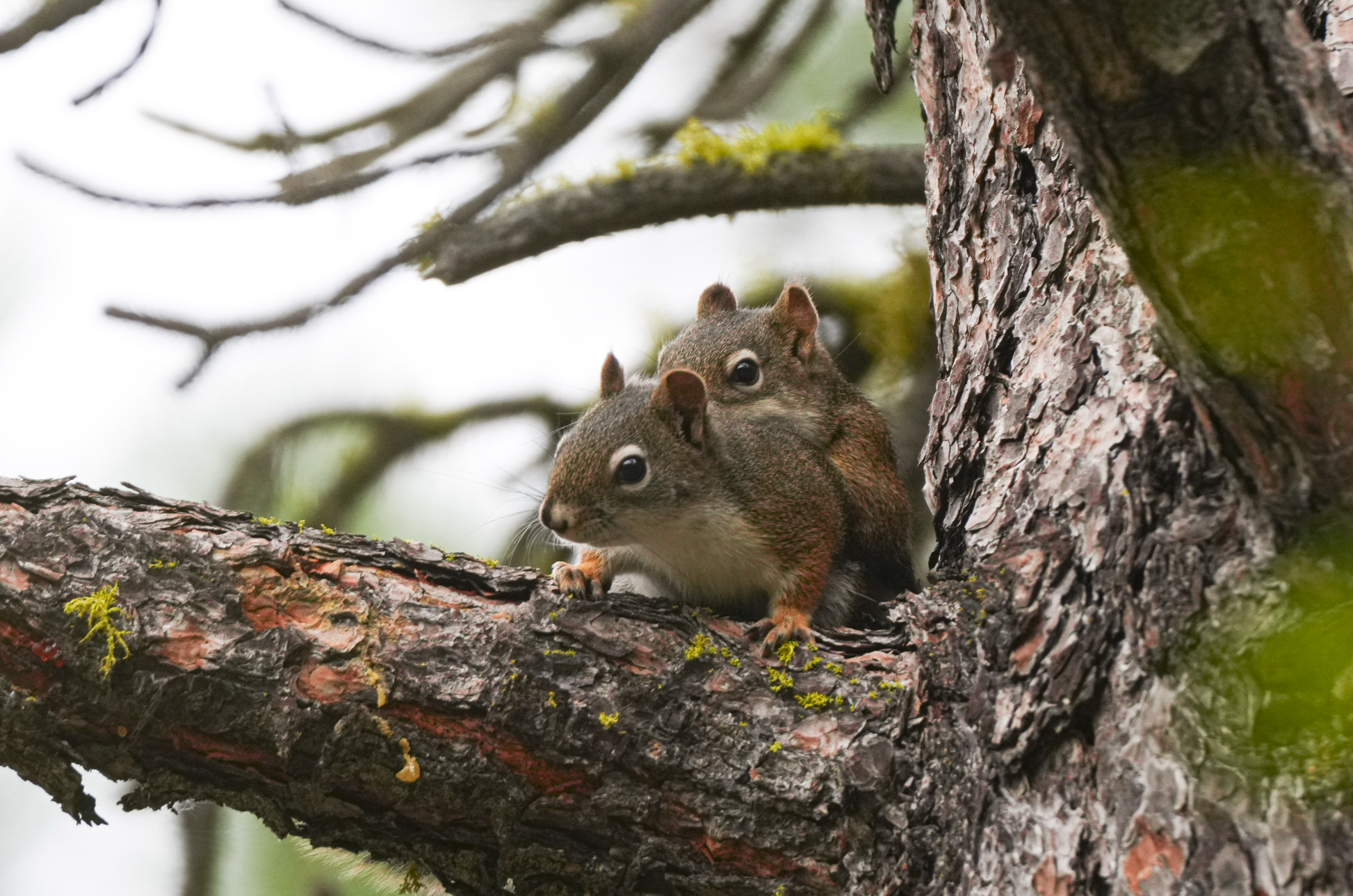 red squirrels