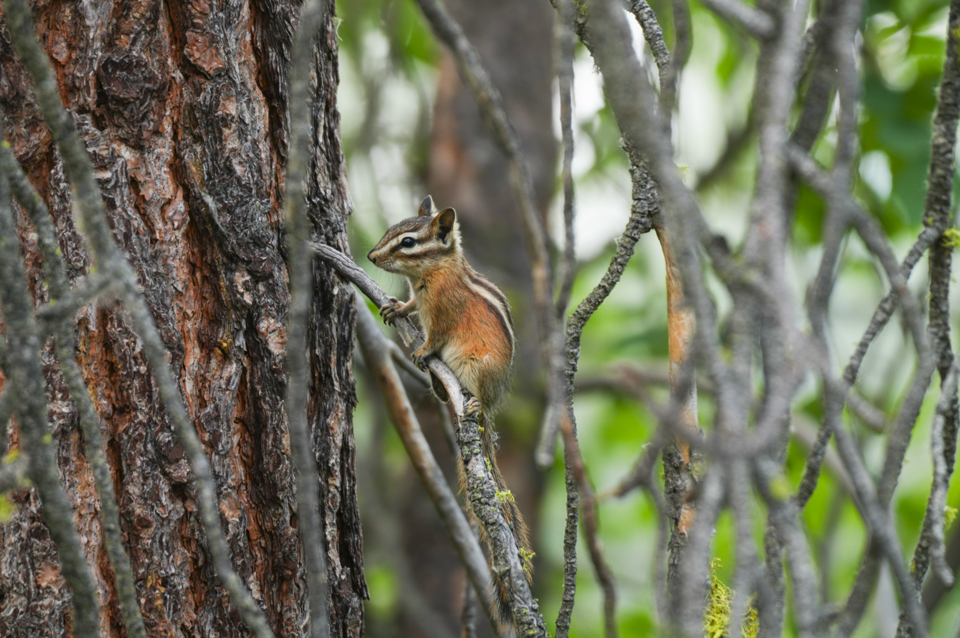 yellow-pine chipmunk