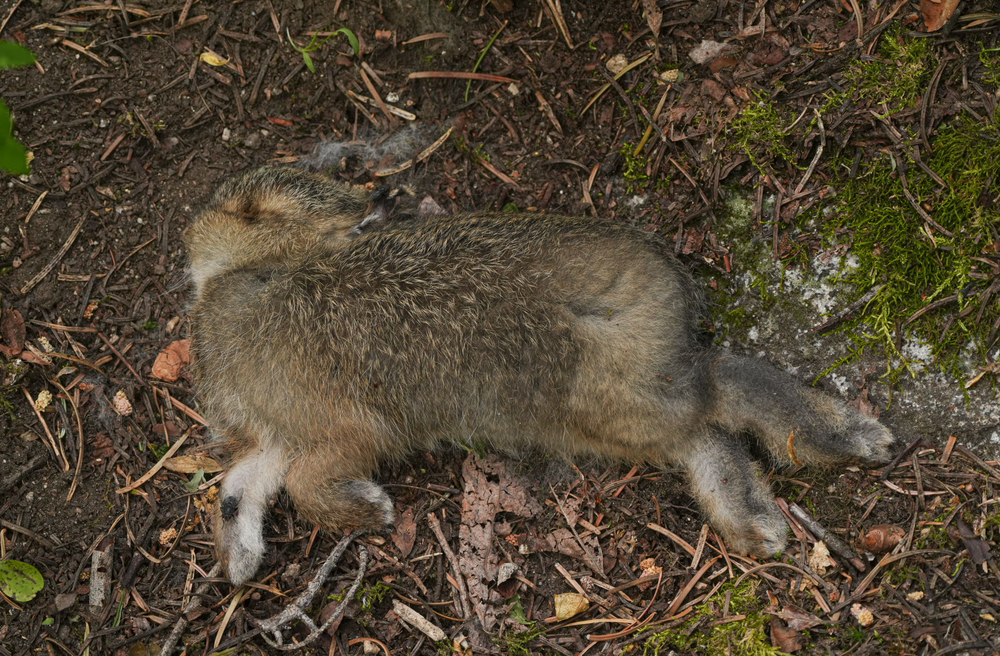 dead snowshoe hare