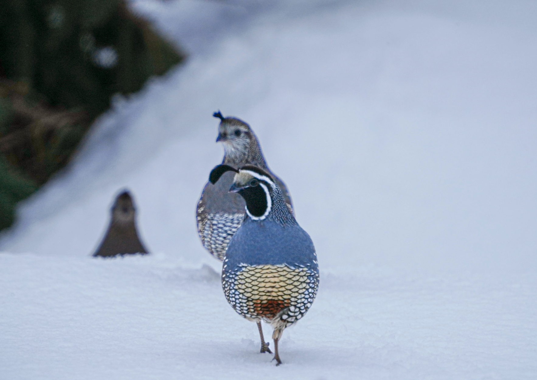 California quail