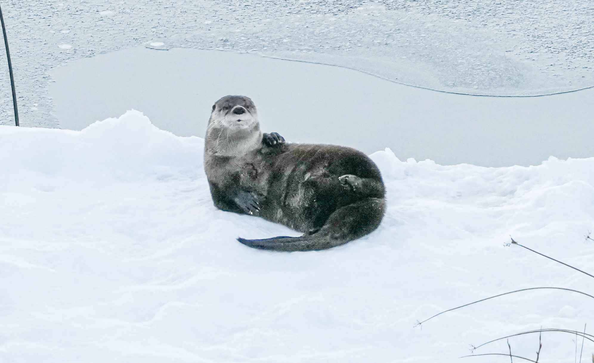 river otter