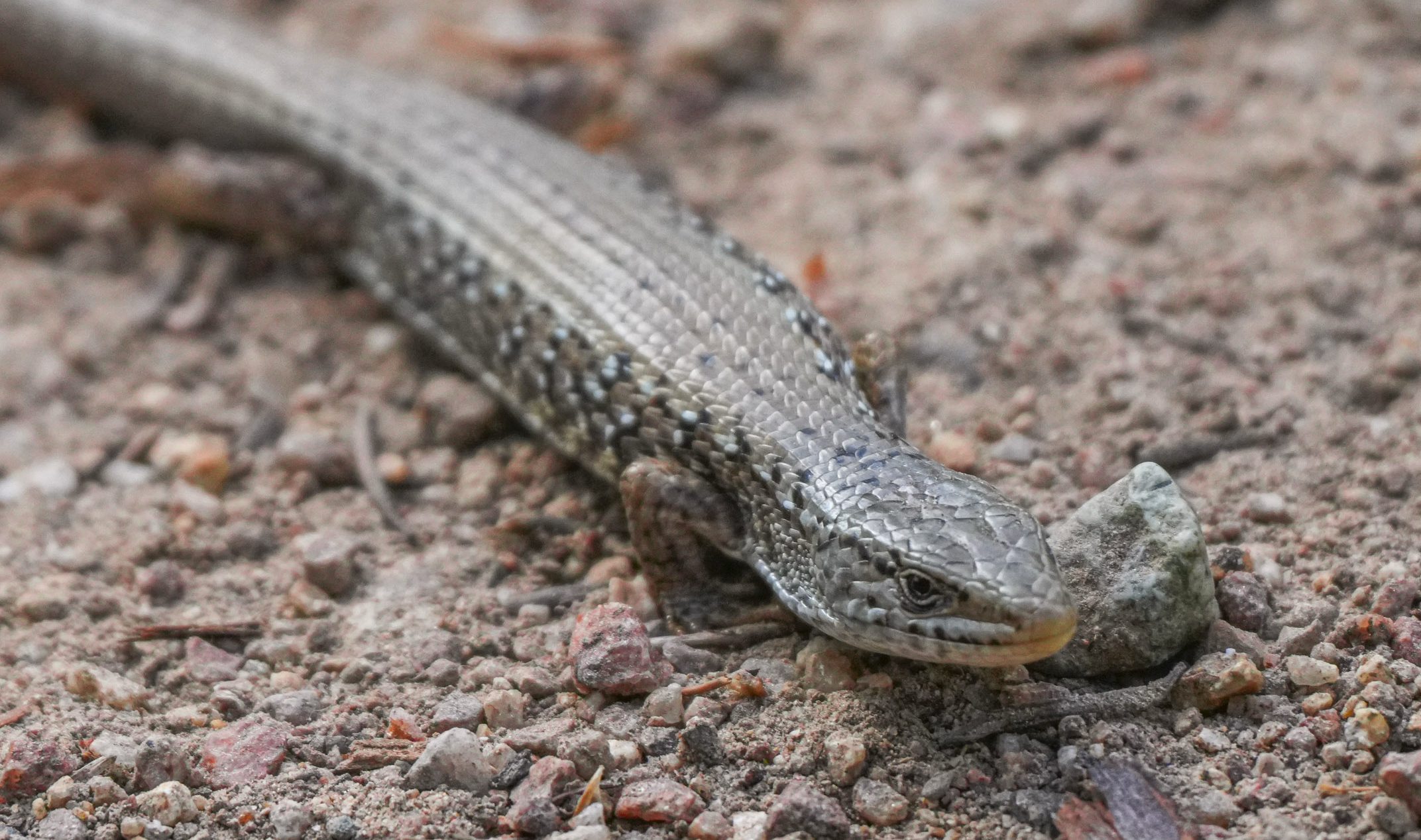 alligator lizard