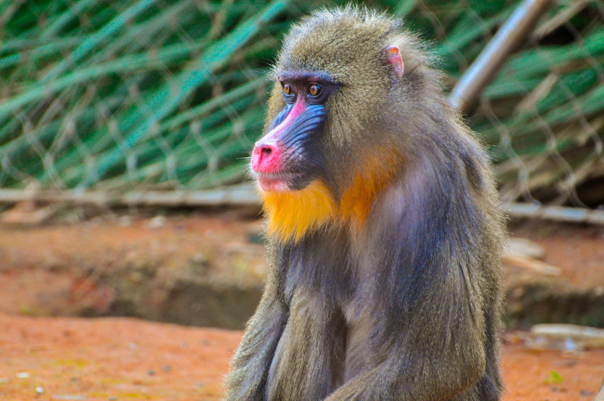 mandrill