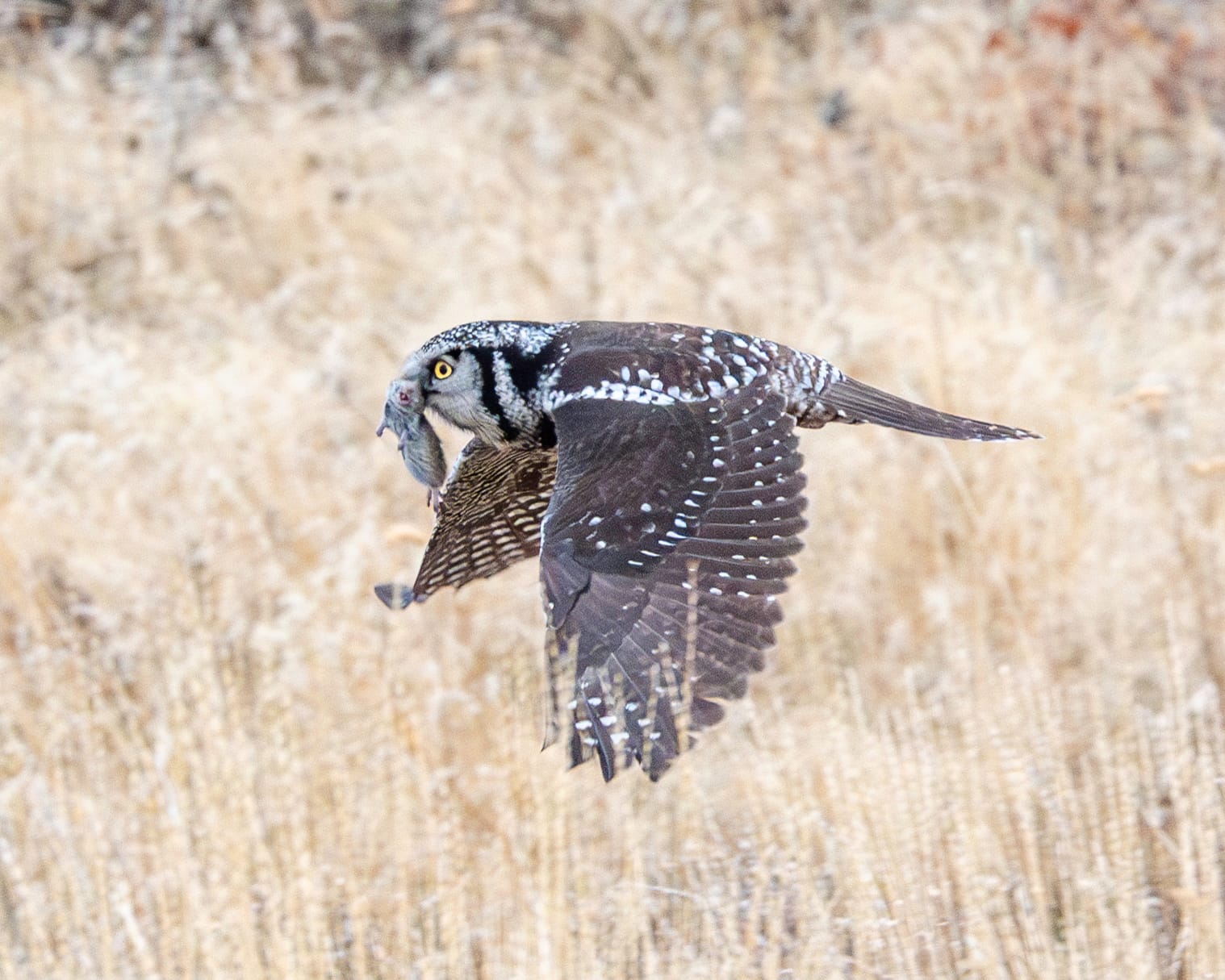 northern hawk owl