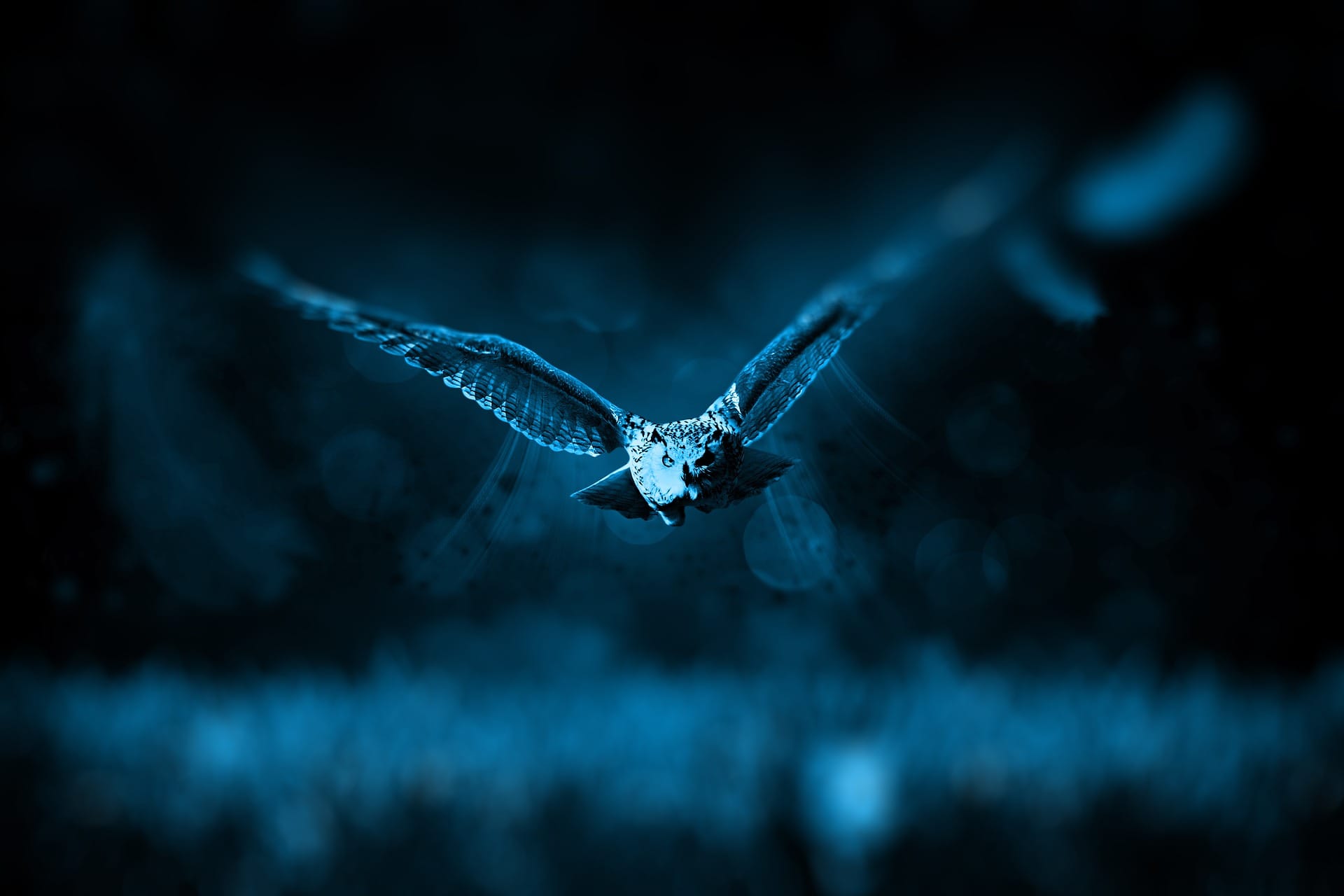 owl in flight