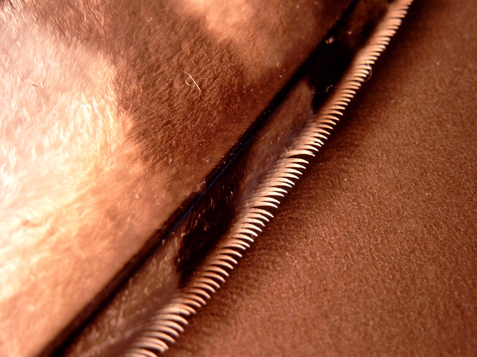 comb-like structure on owl feather