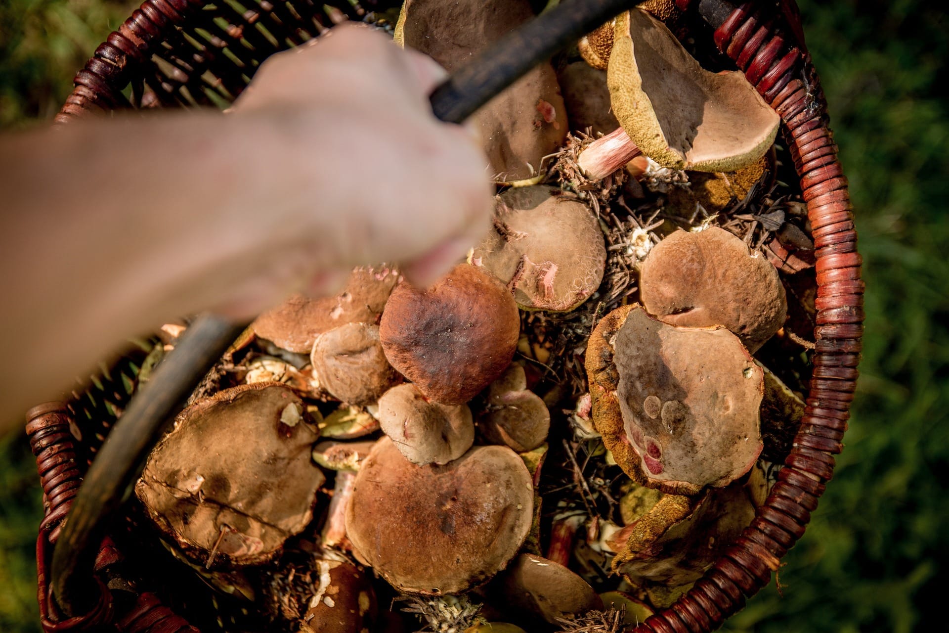 mushroom harvesting