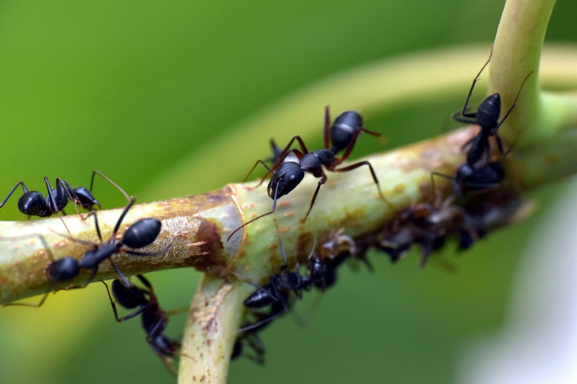 ants on branch