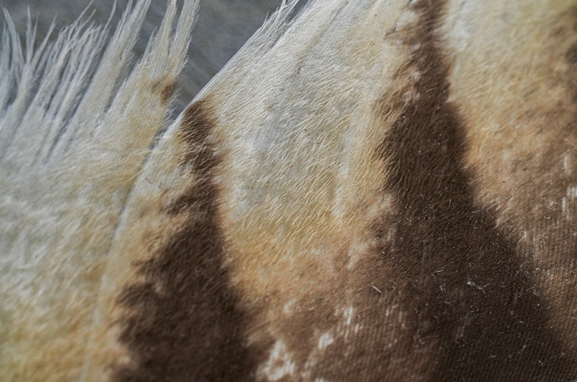 velvet surface of owl feather