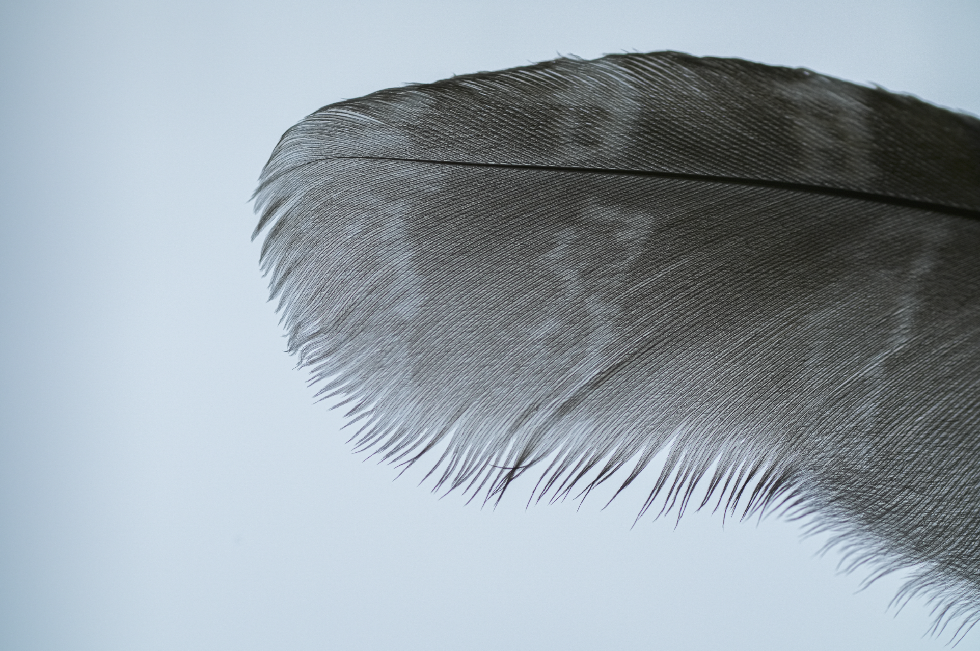 fringe on owl feather