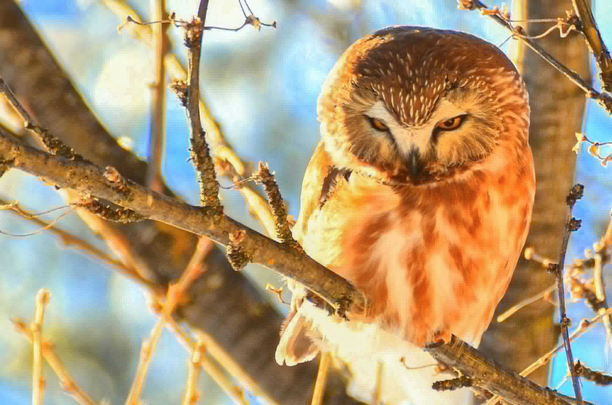 northern saw-whet owl