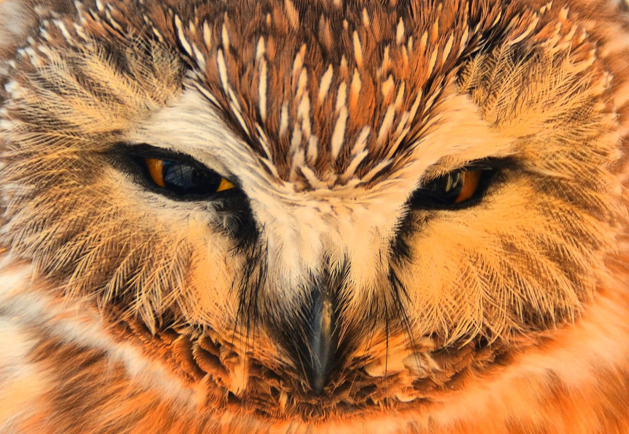 northern saw-whet owl