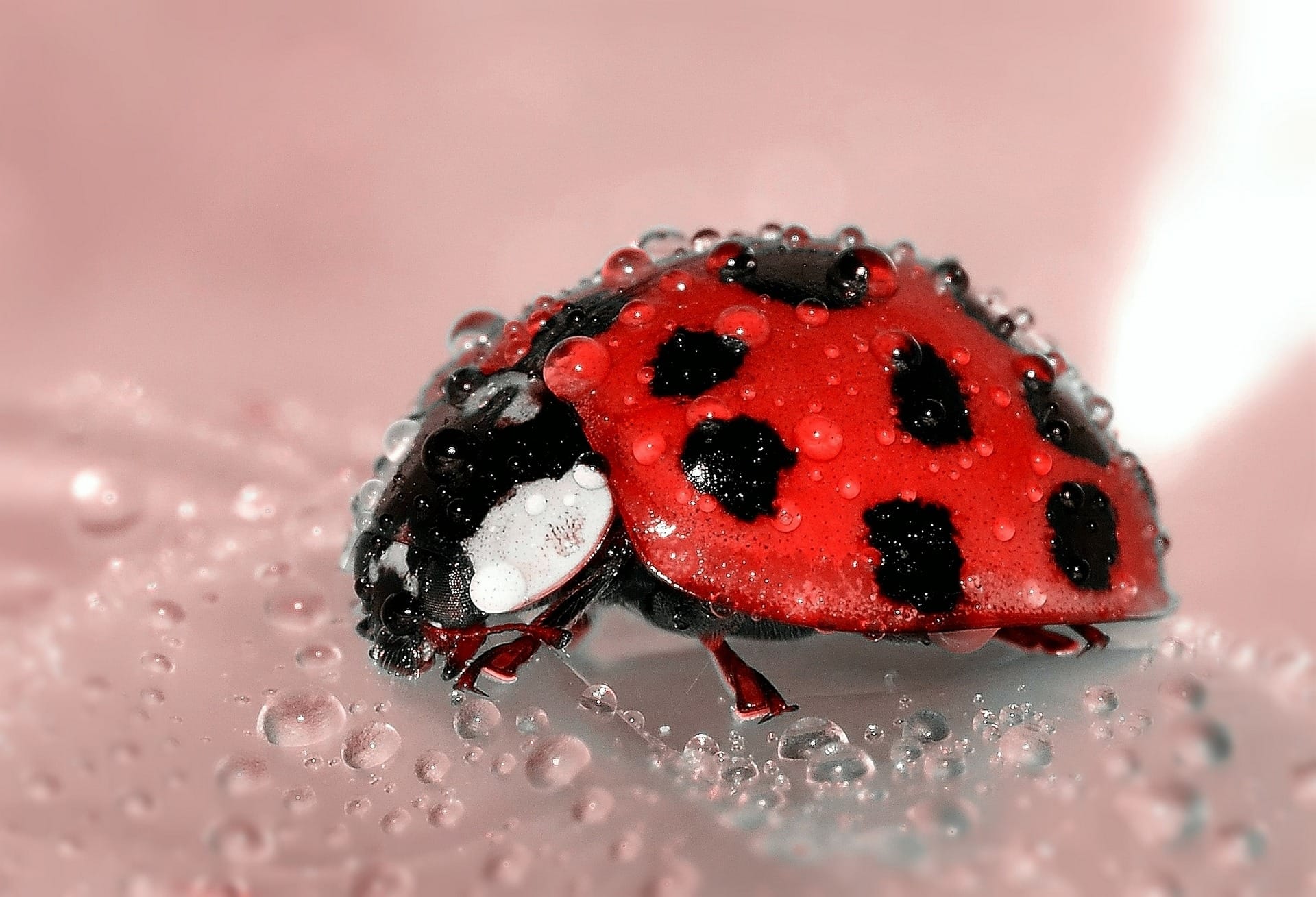 ladybug in rain