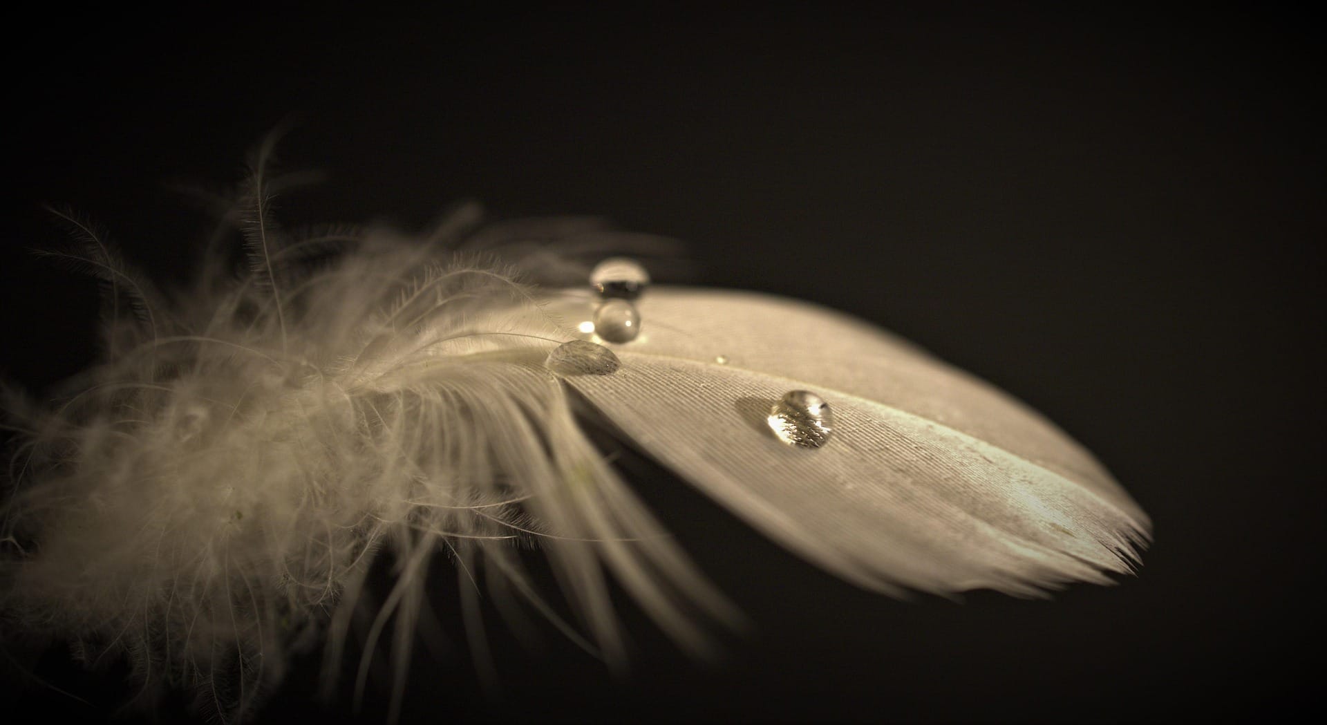 bird feather with water droplets