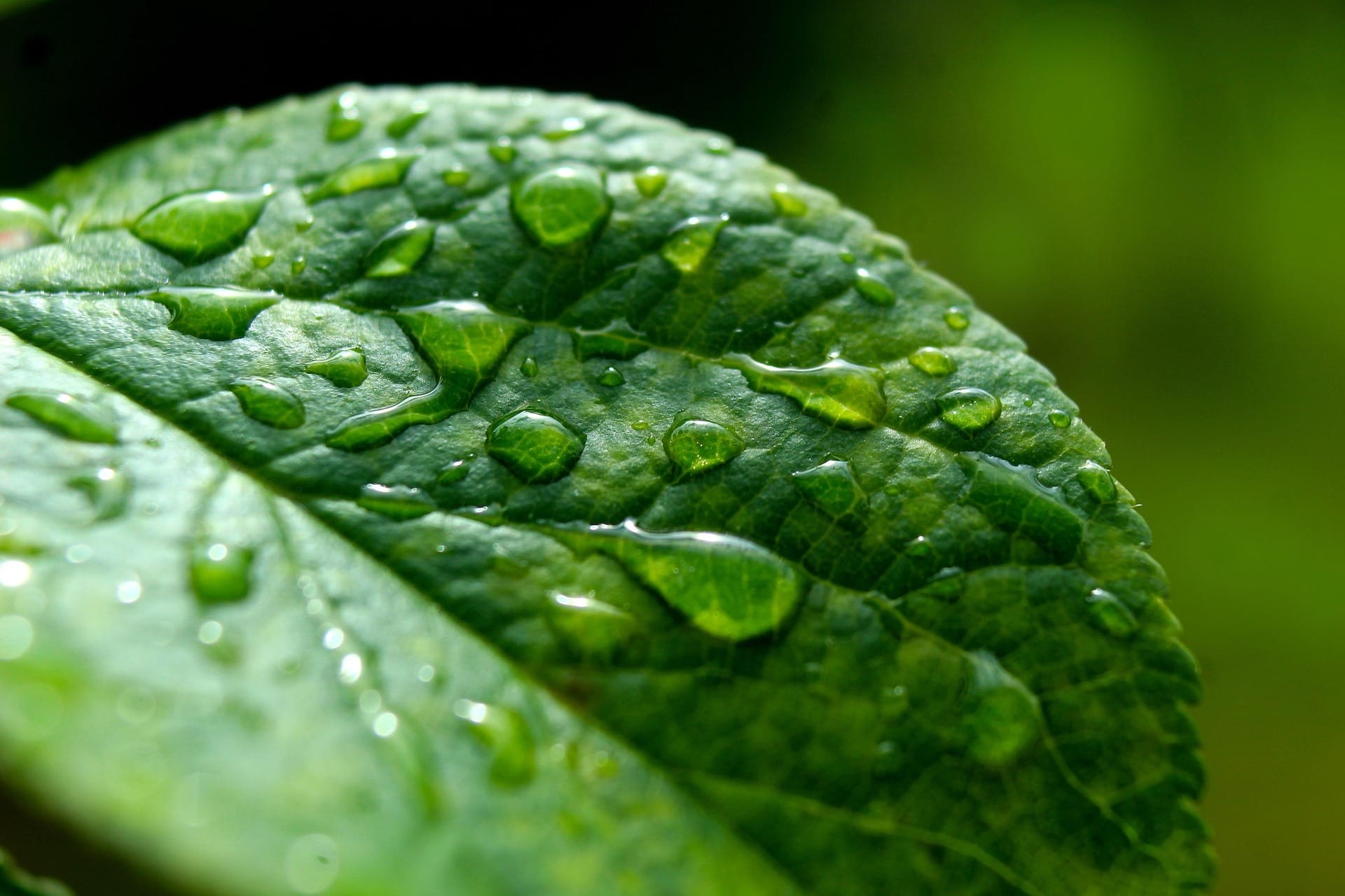 rain on leaf