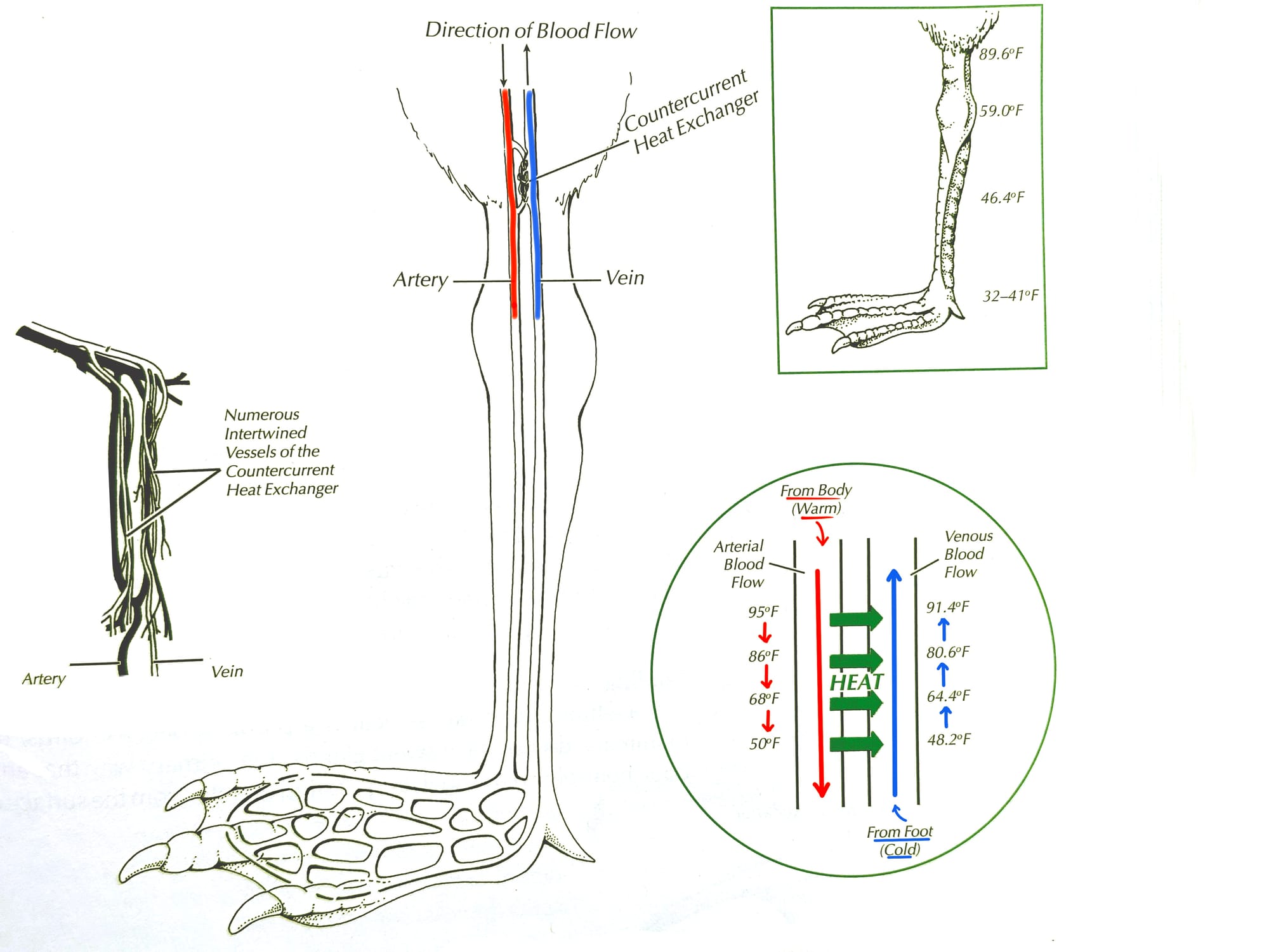 countercurrent exchange system in birds