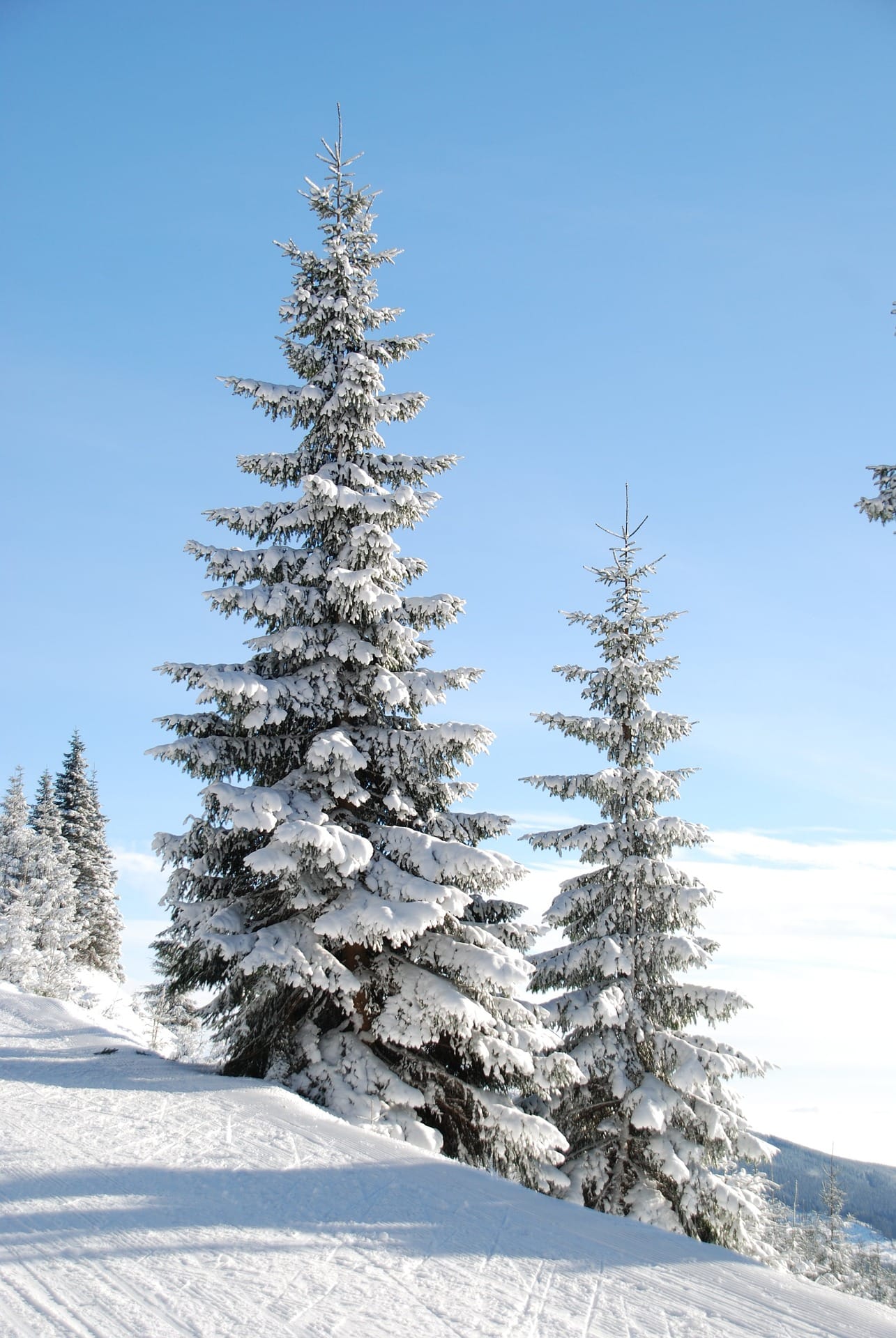 fir trees in snow