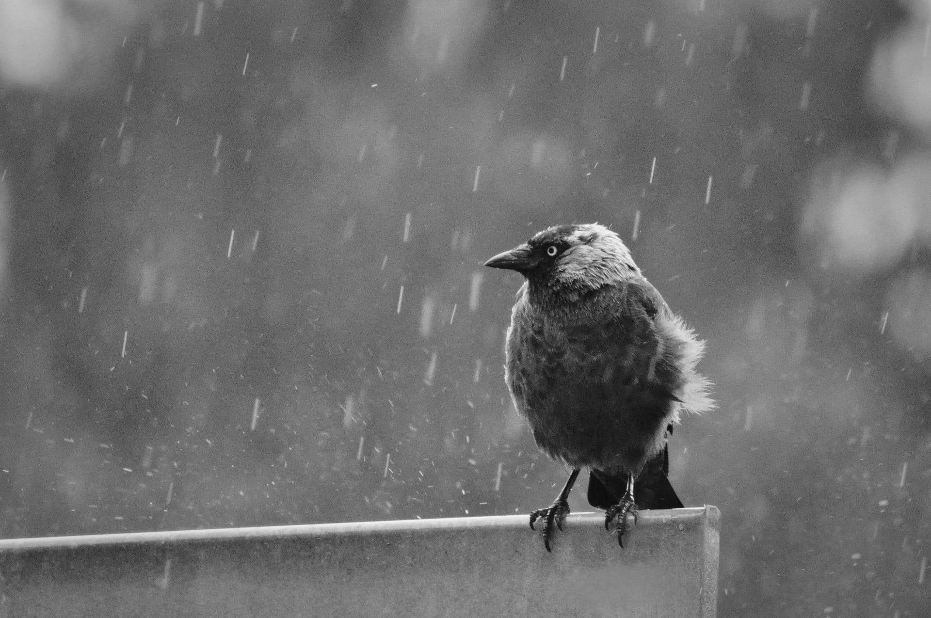 bird in the rain