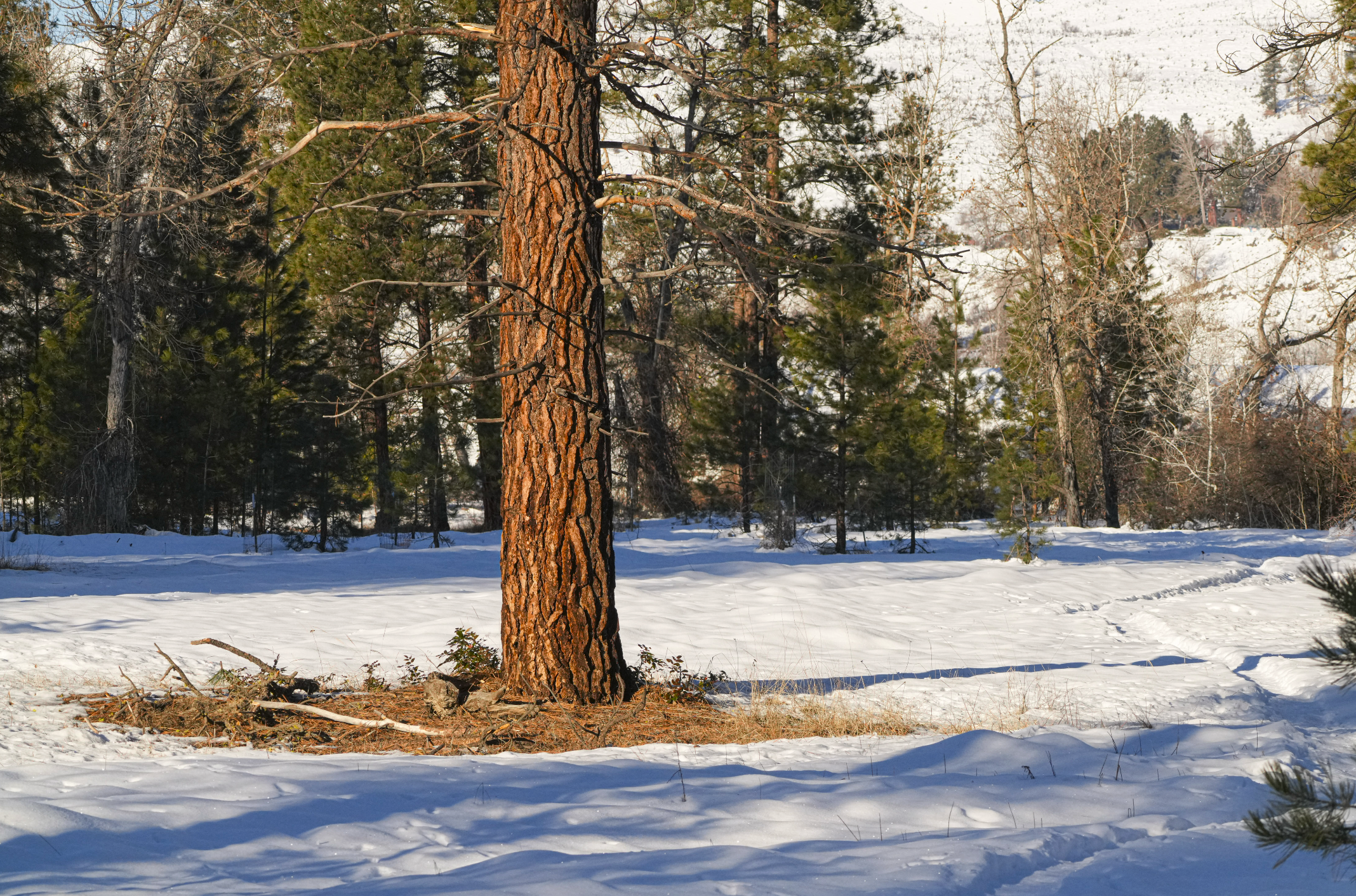 pine tree in snow