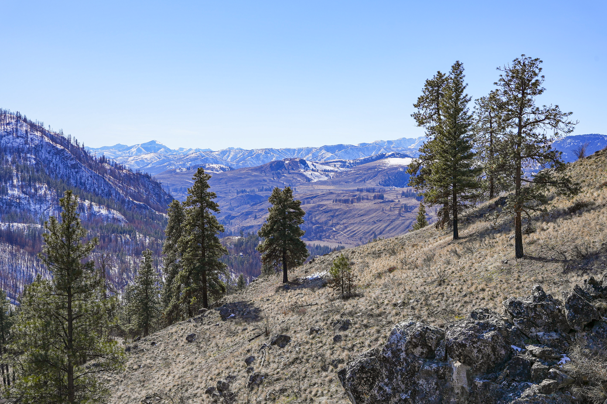 forests in mountains