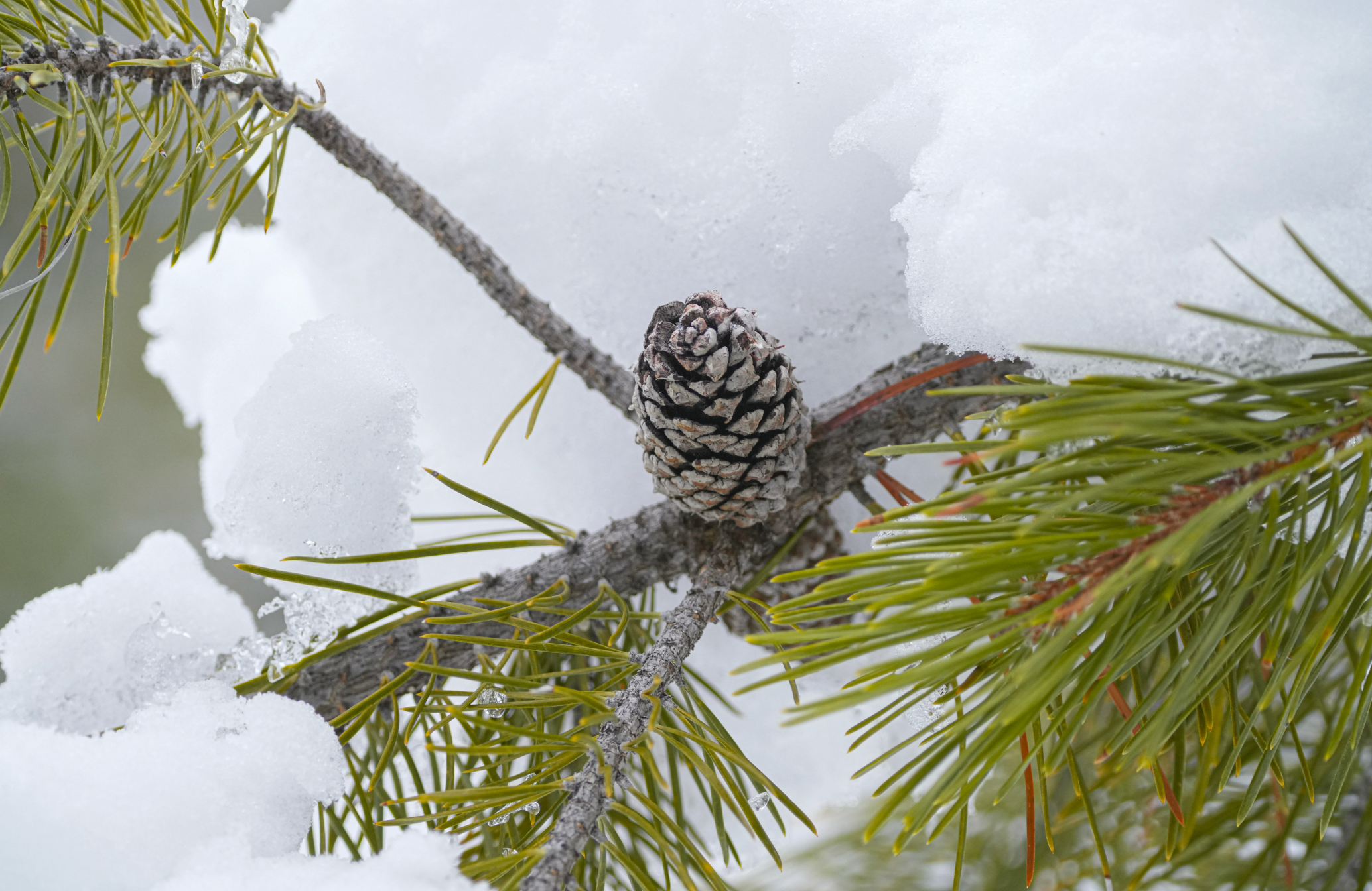 pine branch in the snow