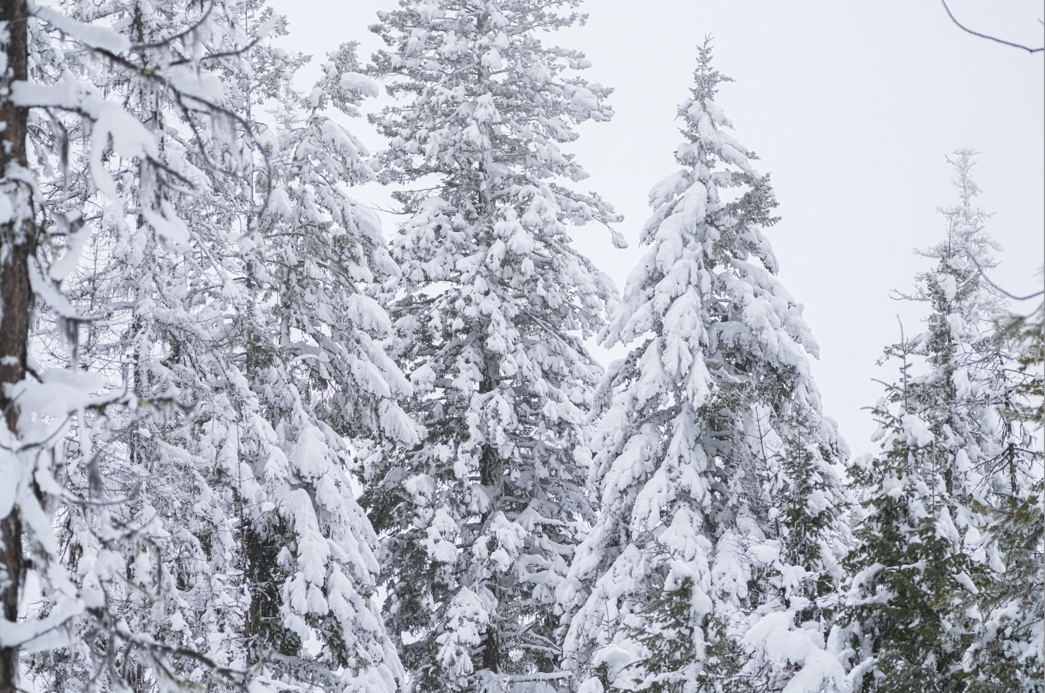 conifers in snow