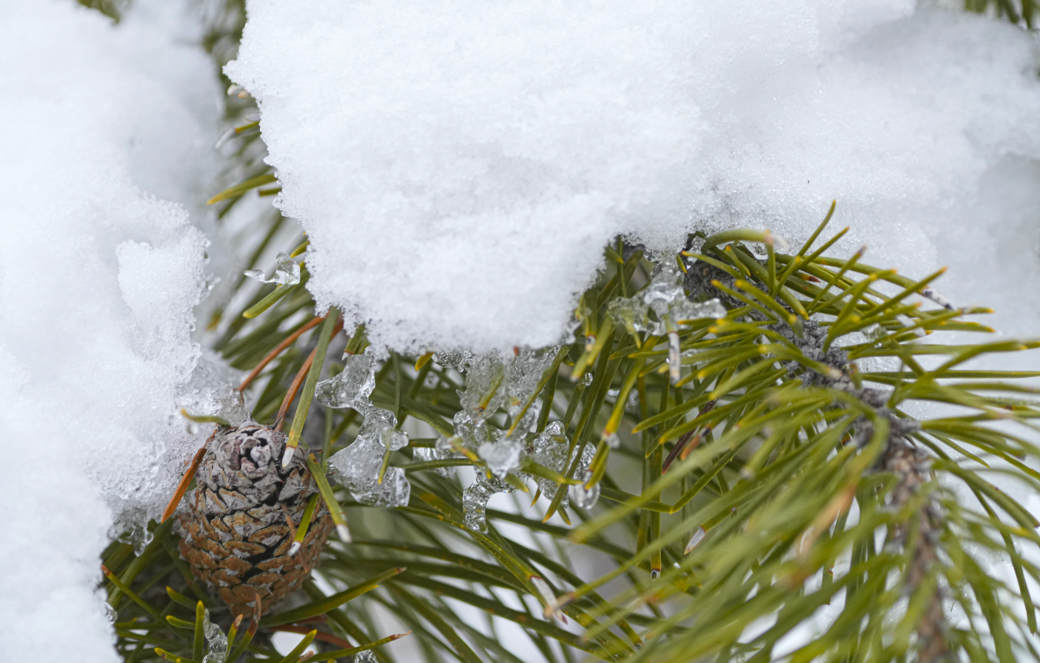 snow and ice on pine