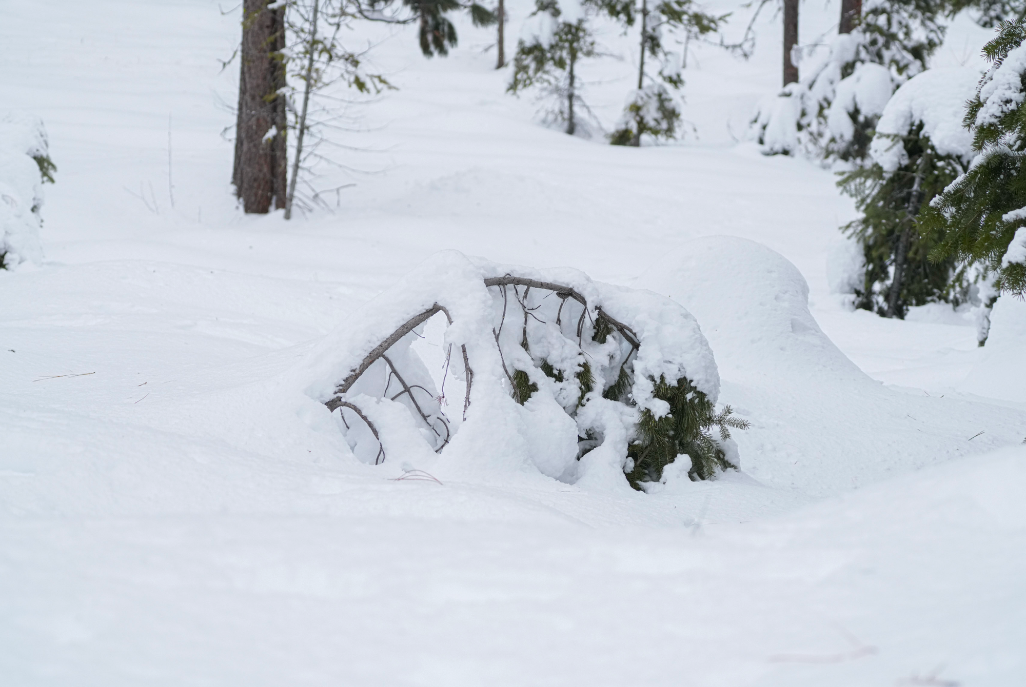 tree bent over in snow