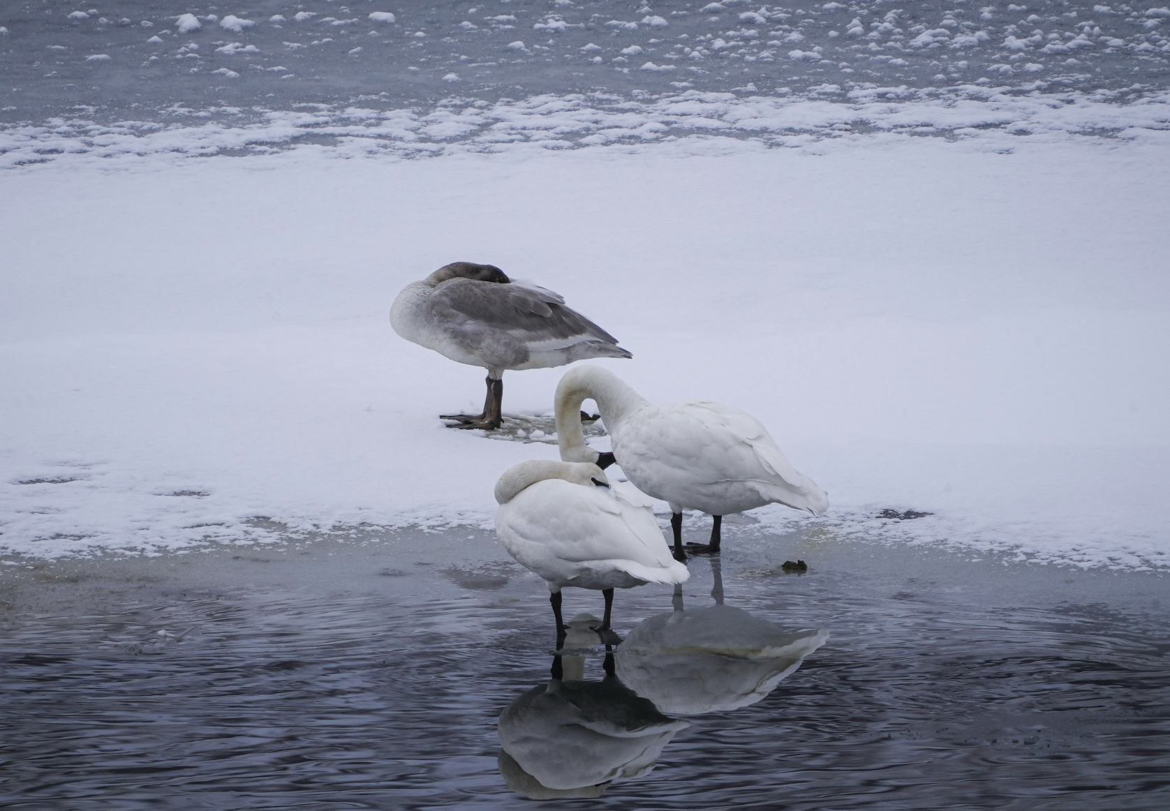 swans standing on ice